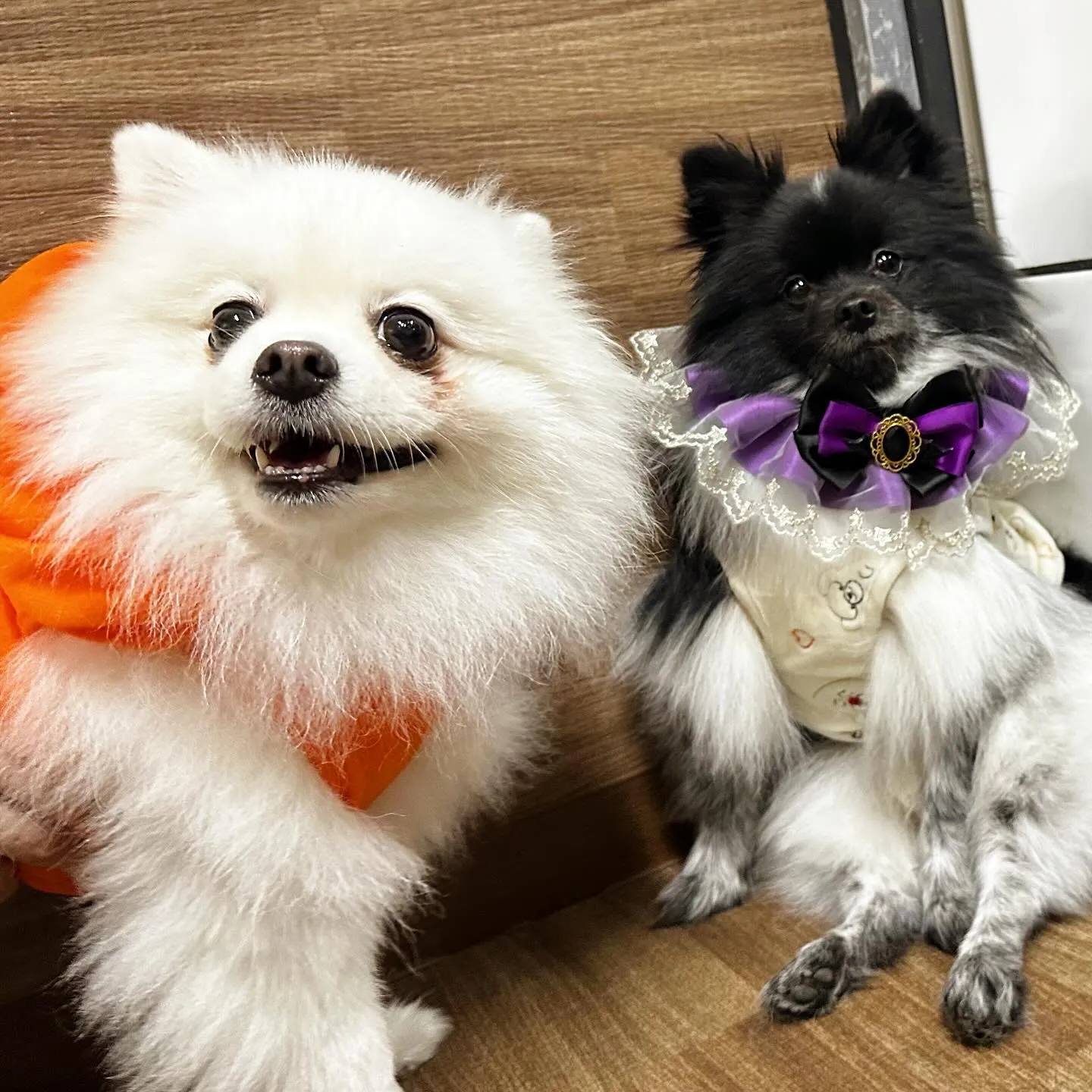 2025/10/31に開催したハロウィンイベントの動画をYo...