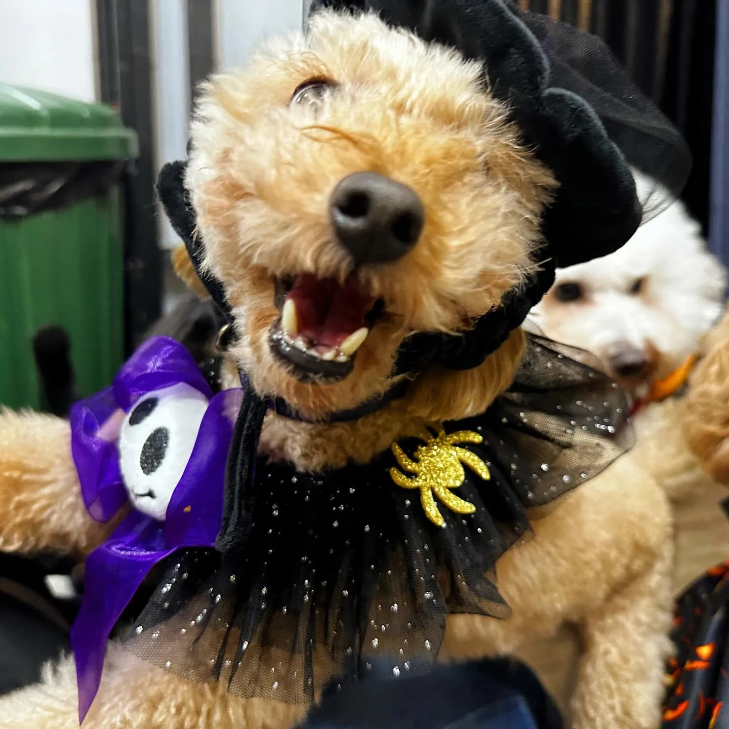 2025/10/31に開催したハロウィンイベントの動画をYo...