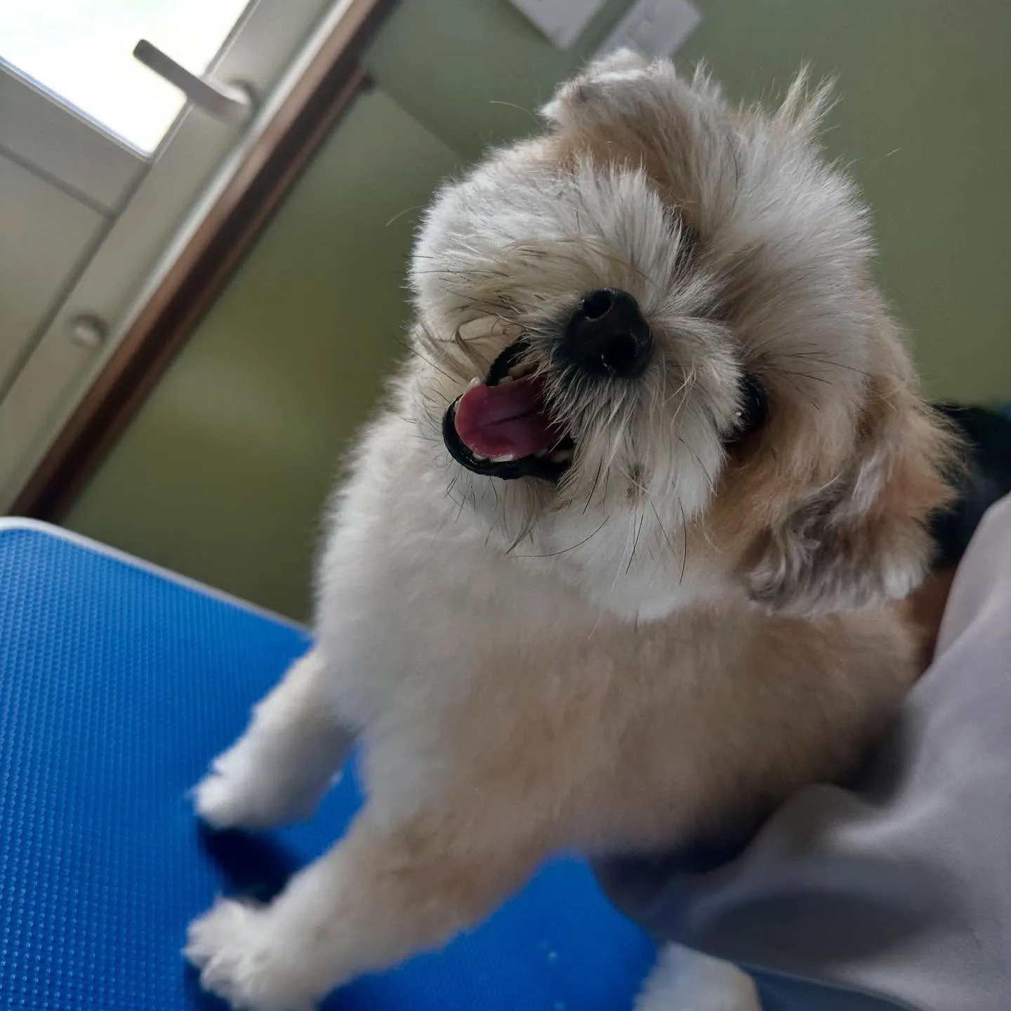 先月アップできていなかったお手入れわんこたち🎶