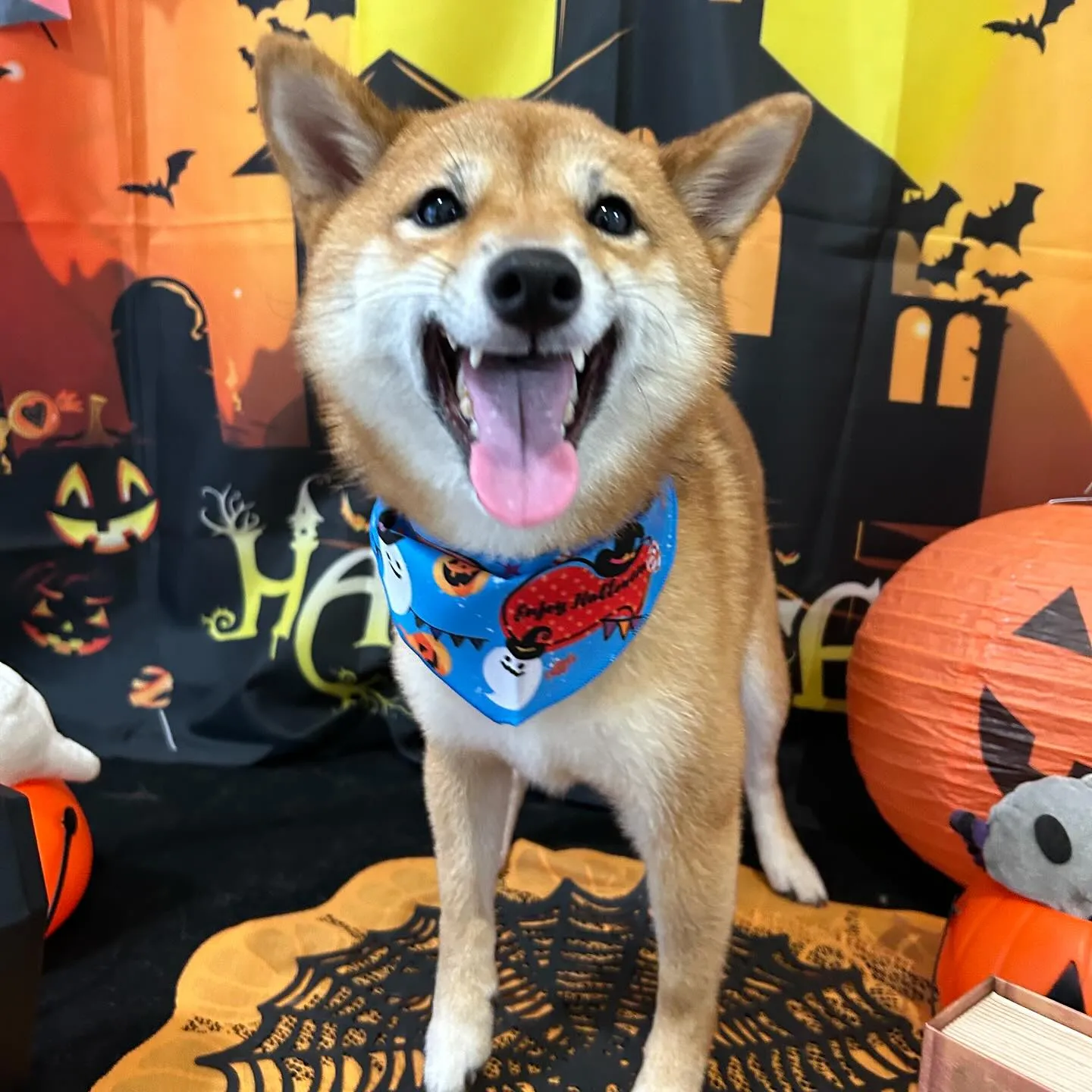 先月アップできていなかったお手入れわんこたち🎶