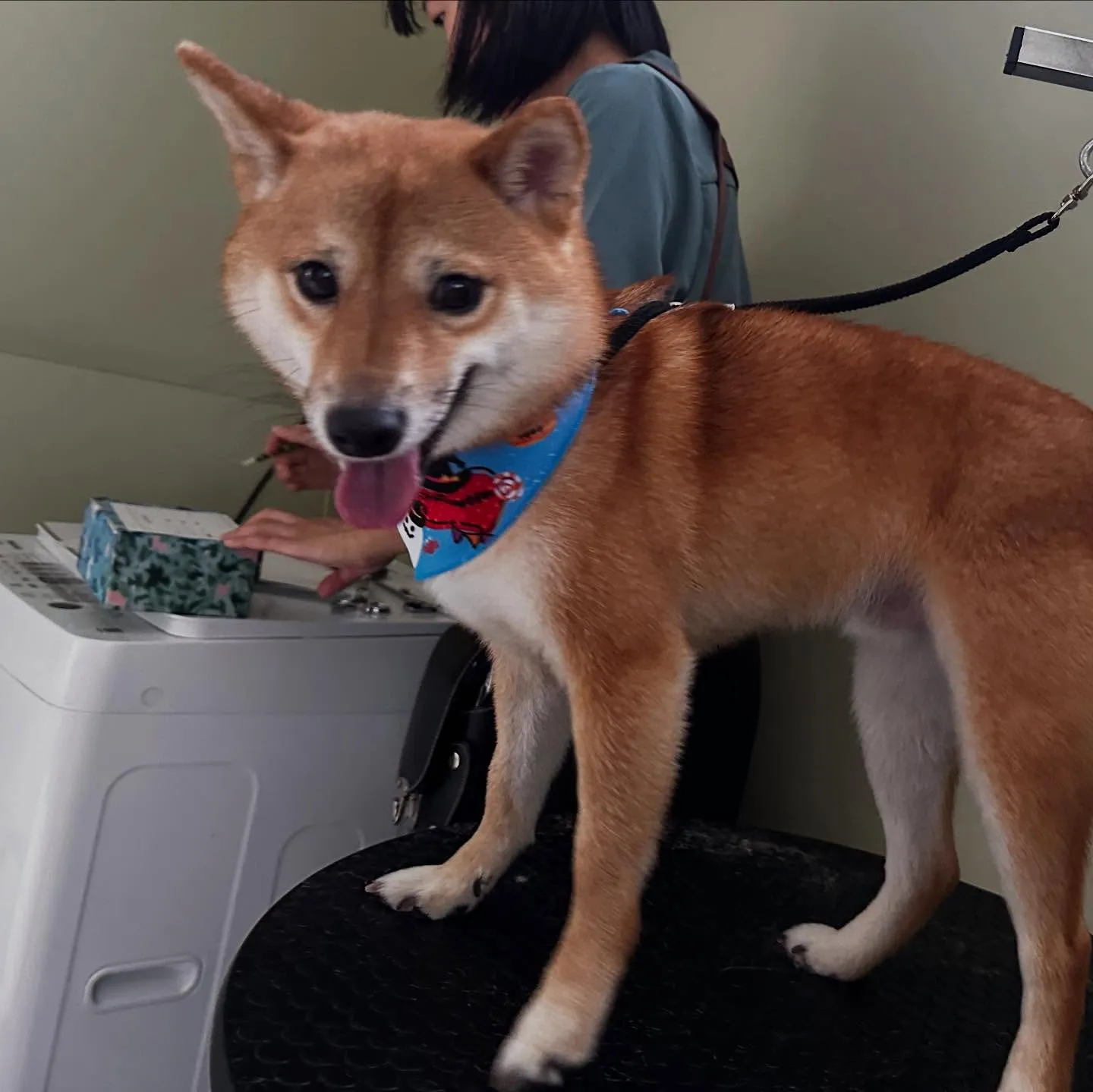 先月アップできていなかったお手入れわんこたち🎶