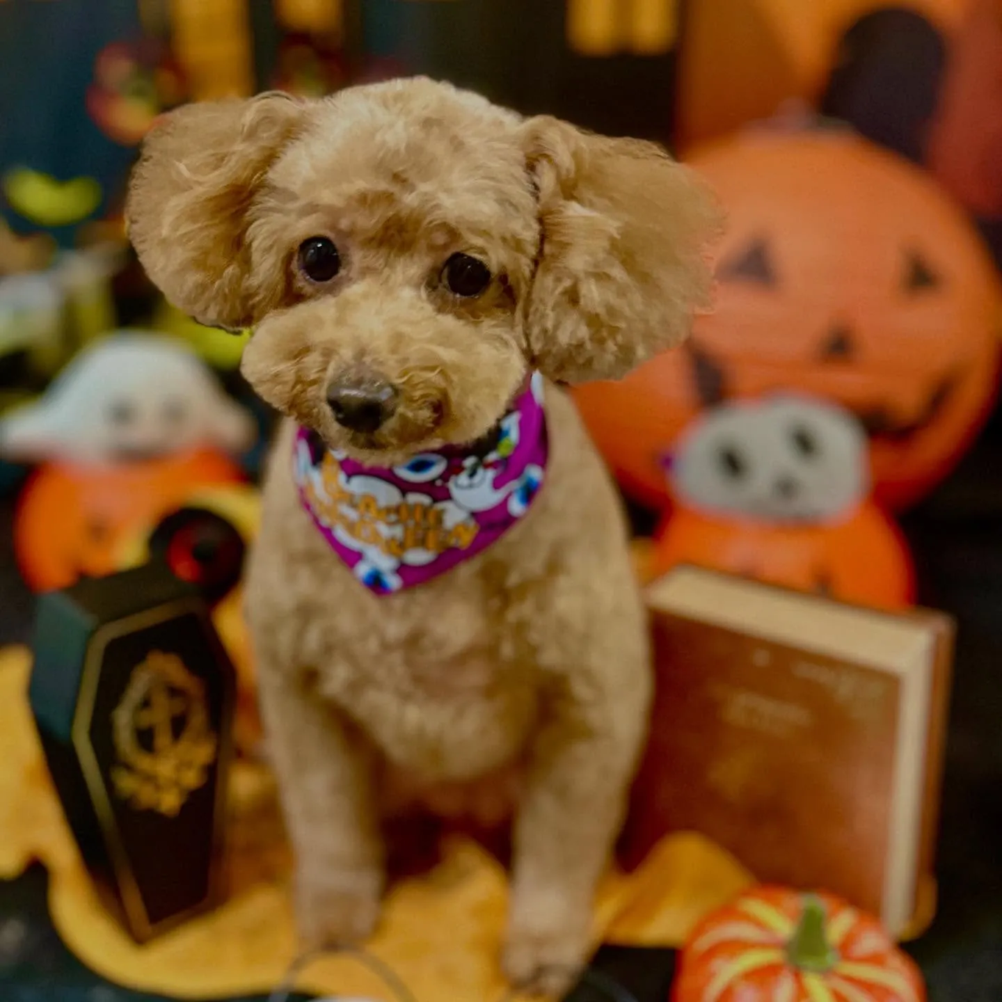 先月アップできていなかったお手入れわんこたち🎶