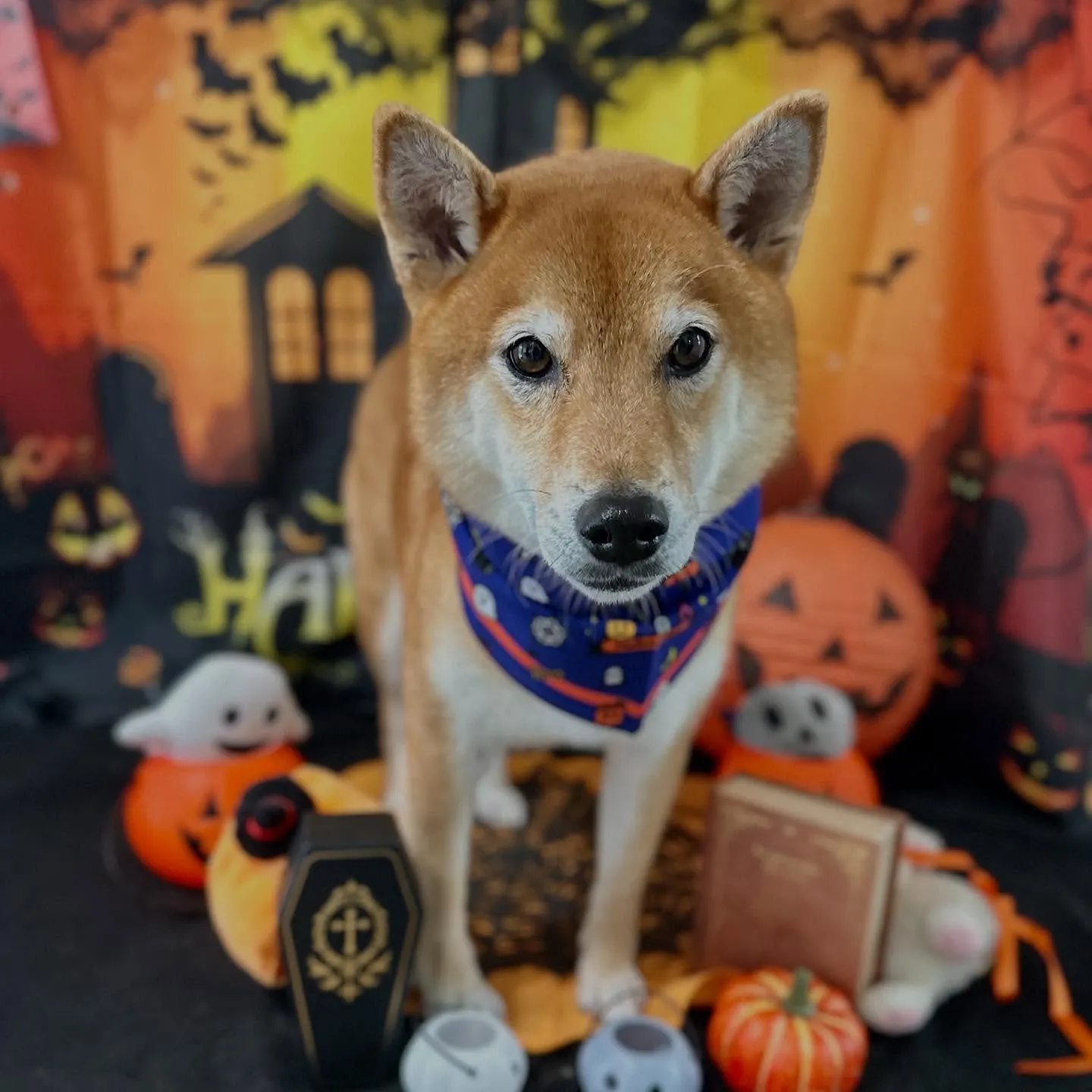 先月アップできていなかったお手入れわんこたち🎶