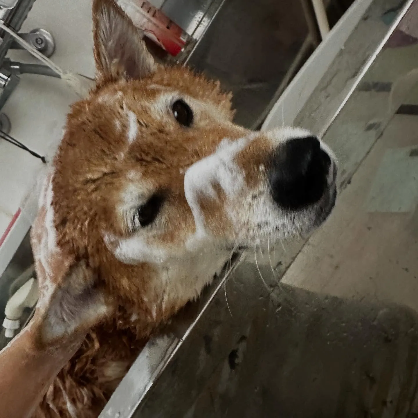 先月アップできていなかったお手入れわんこたち🎶