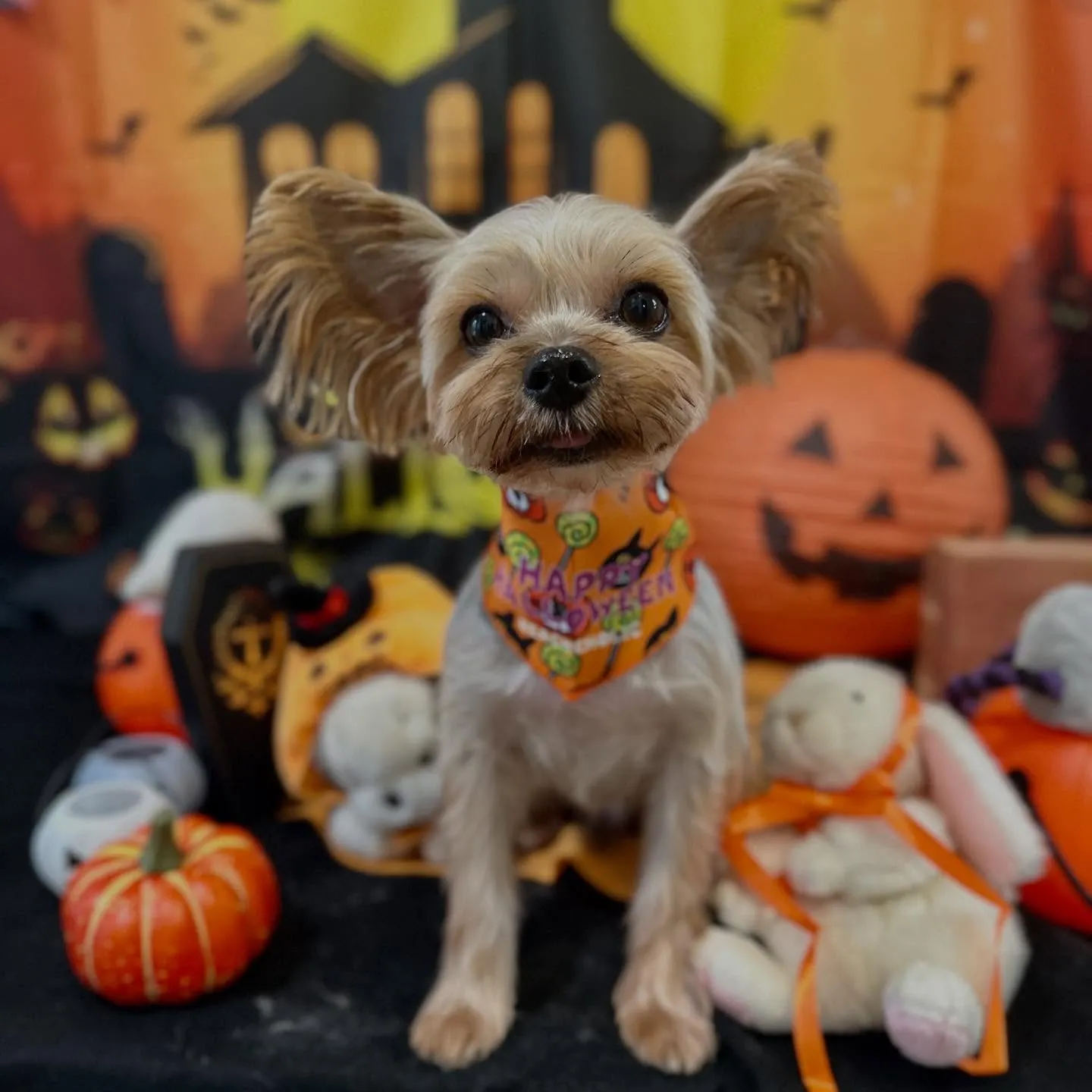 先月アップできていなかったお手入れわんこたち🎶