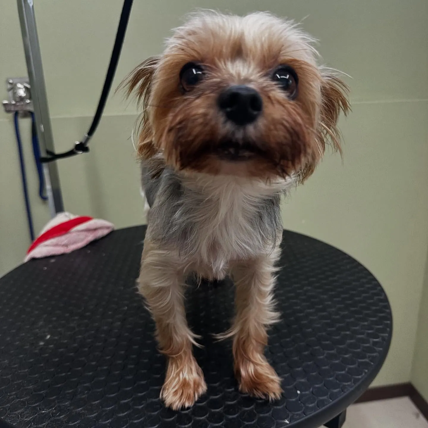 先月アップできていなかったお手入れわんこたち🎶