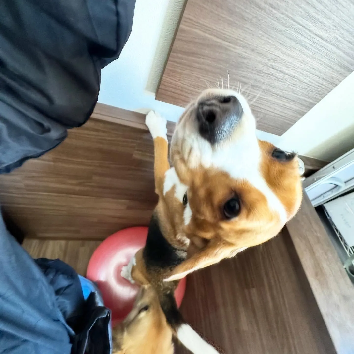 あいちゃん、昨日からダイエット合宿です💪🌟