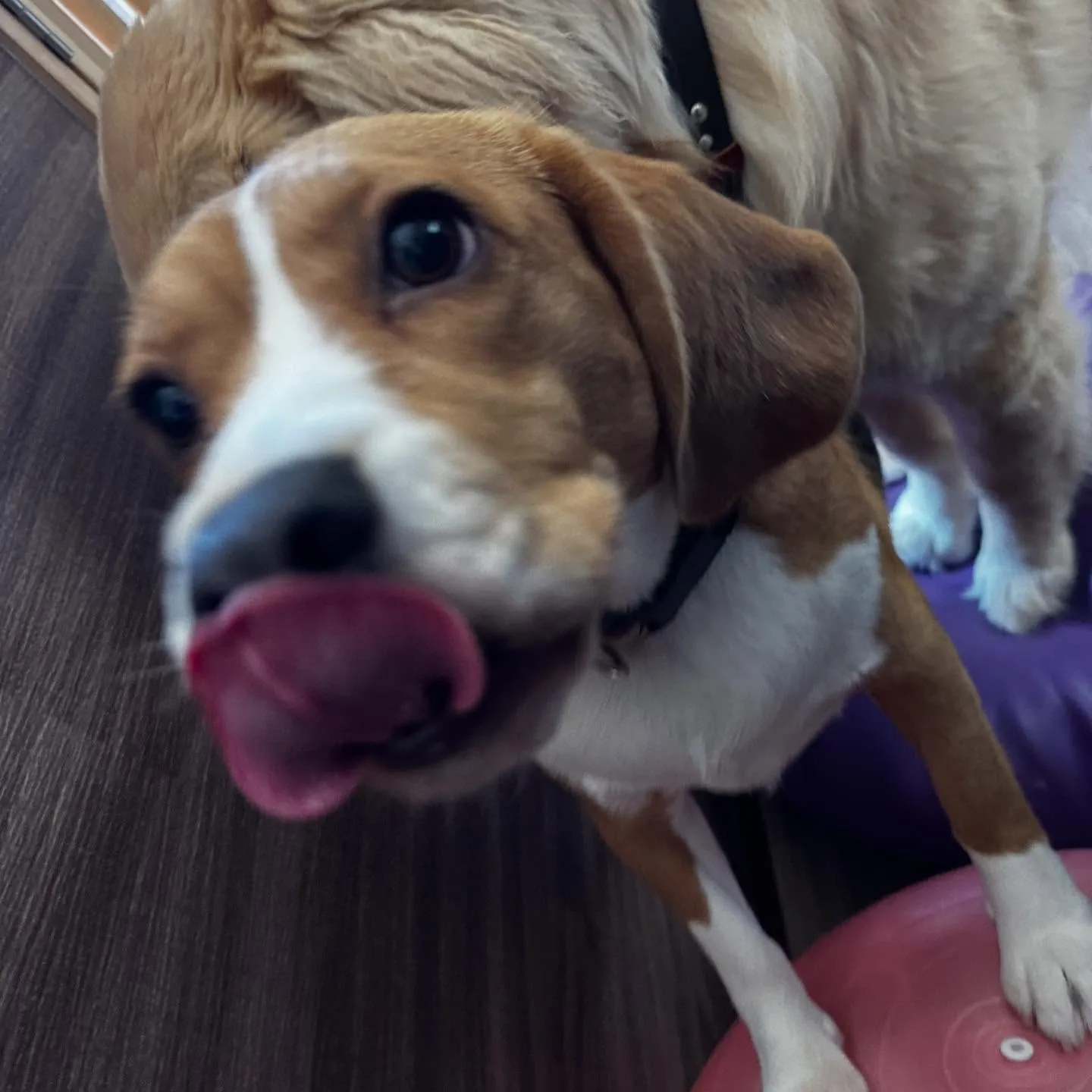 あいちゃん、昨日からダイエット合宿です💪🌟