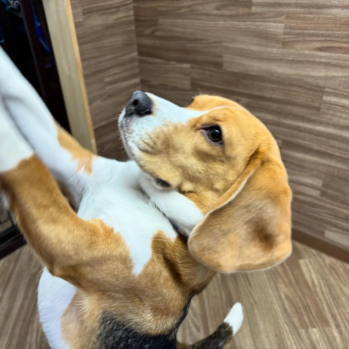 あいちゃん、昨日からダイエット合宿です💪🌟