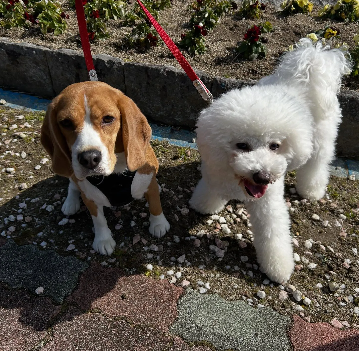 あいちゃん、昨日からダイエット合宿です💪🌟