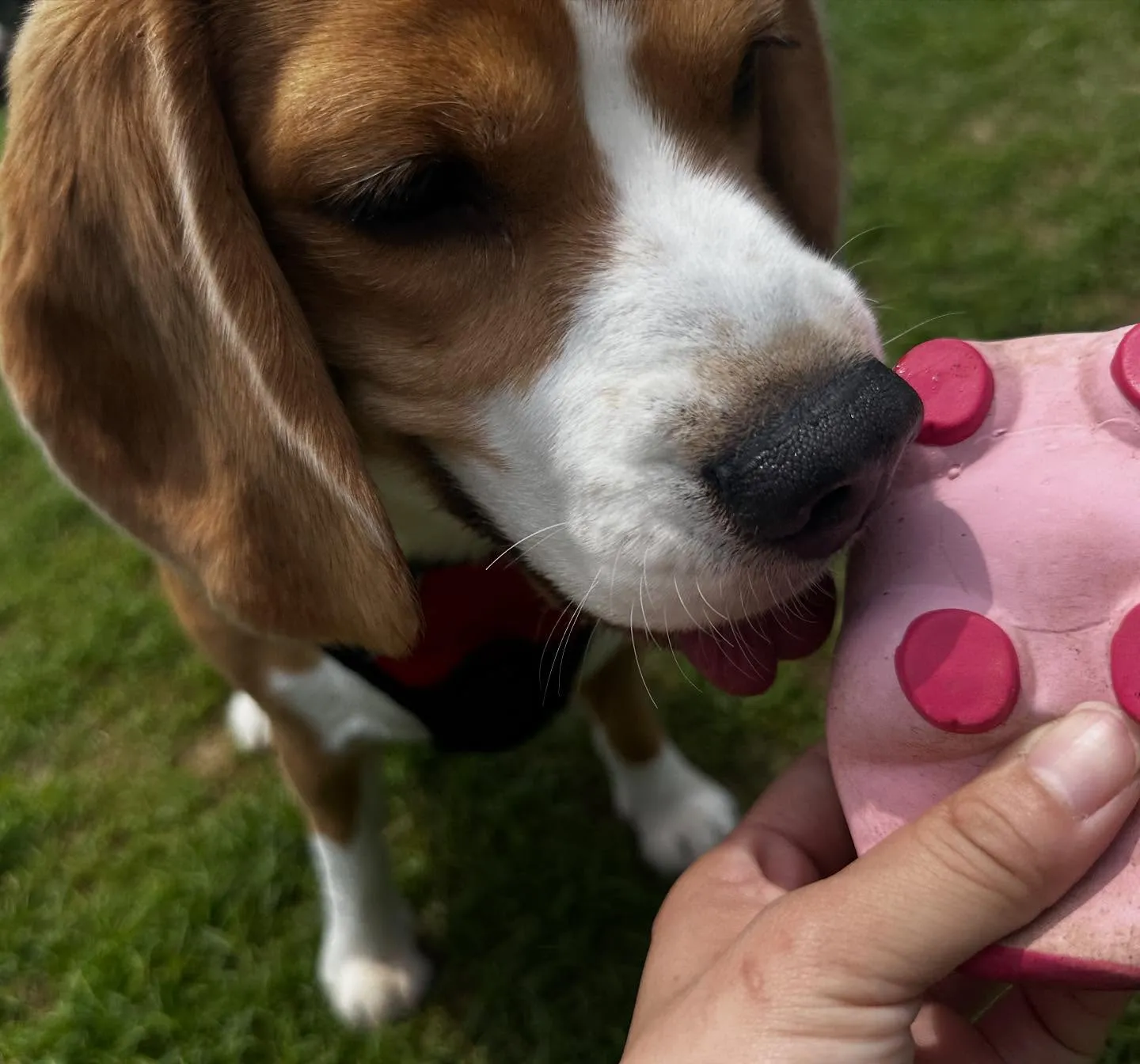 あいちゃん、昨日からダイエット合宿です💪🌟