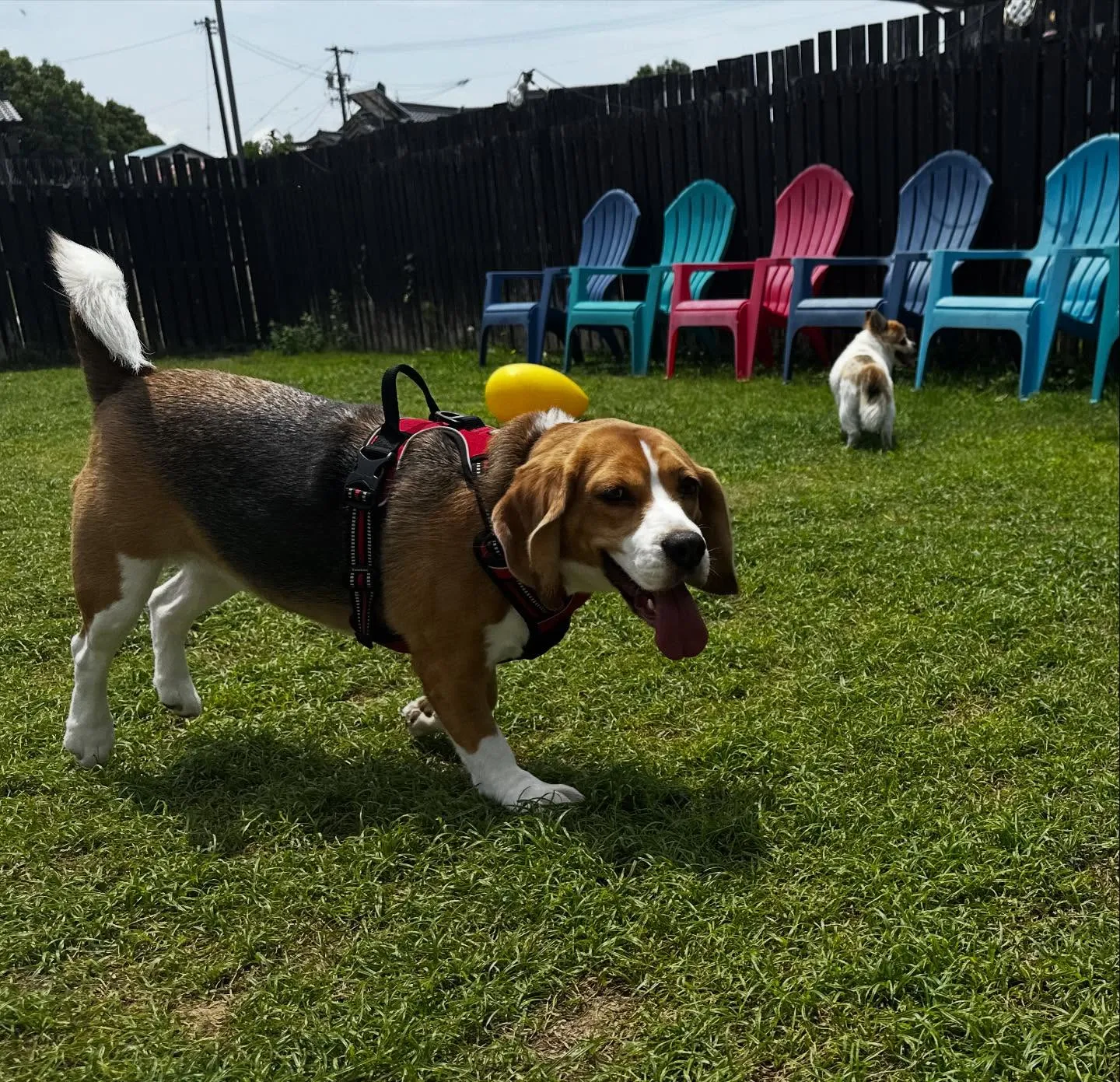 あいちゃん、昨日からダイエット合宿です💪🌟