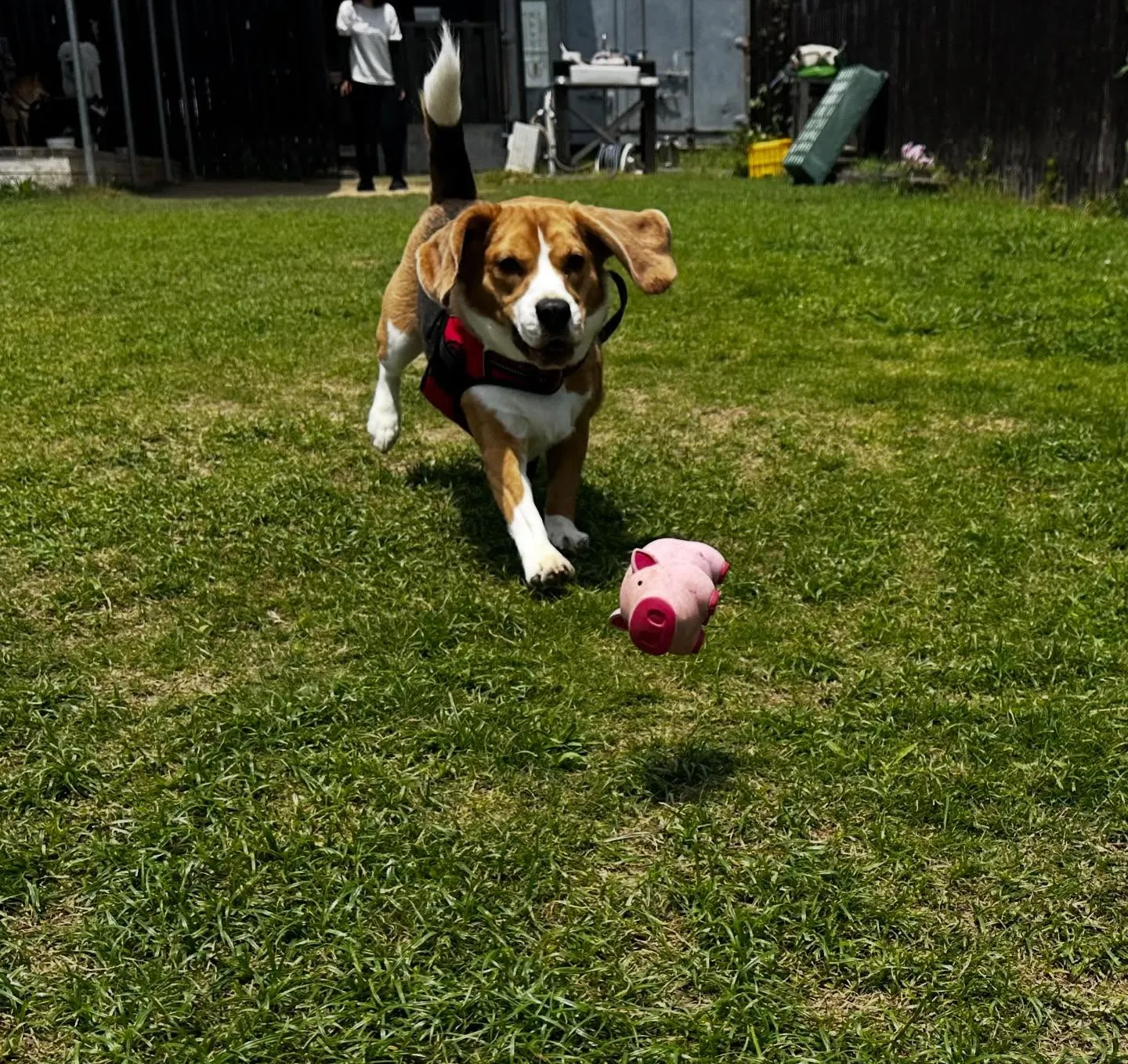 あいちゃん、昨日からダイエット合宿です💪🌟