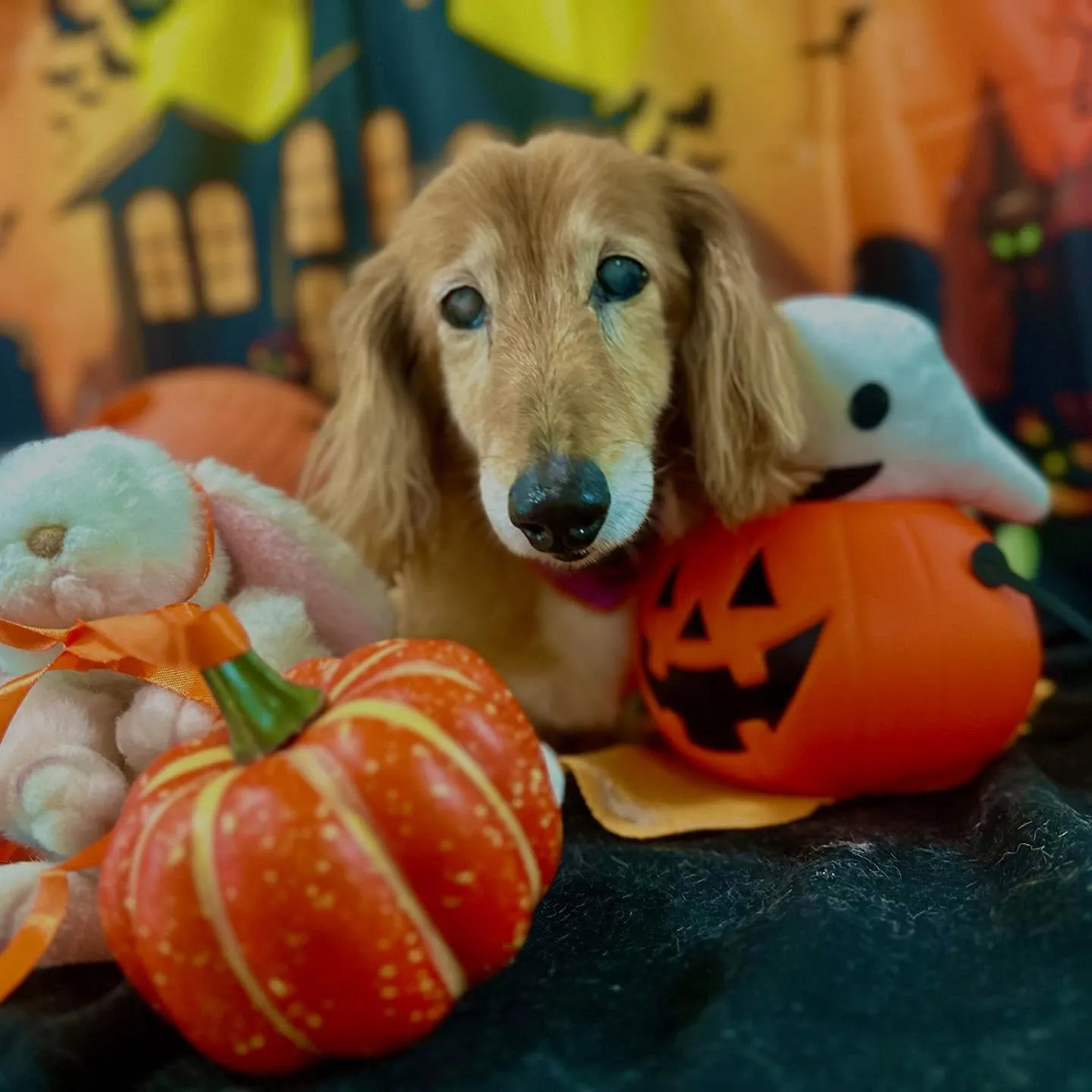 先月アップできなかったトリミングわんこたち💕