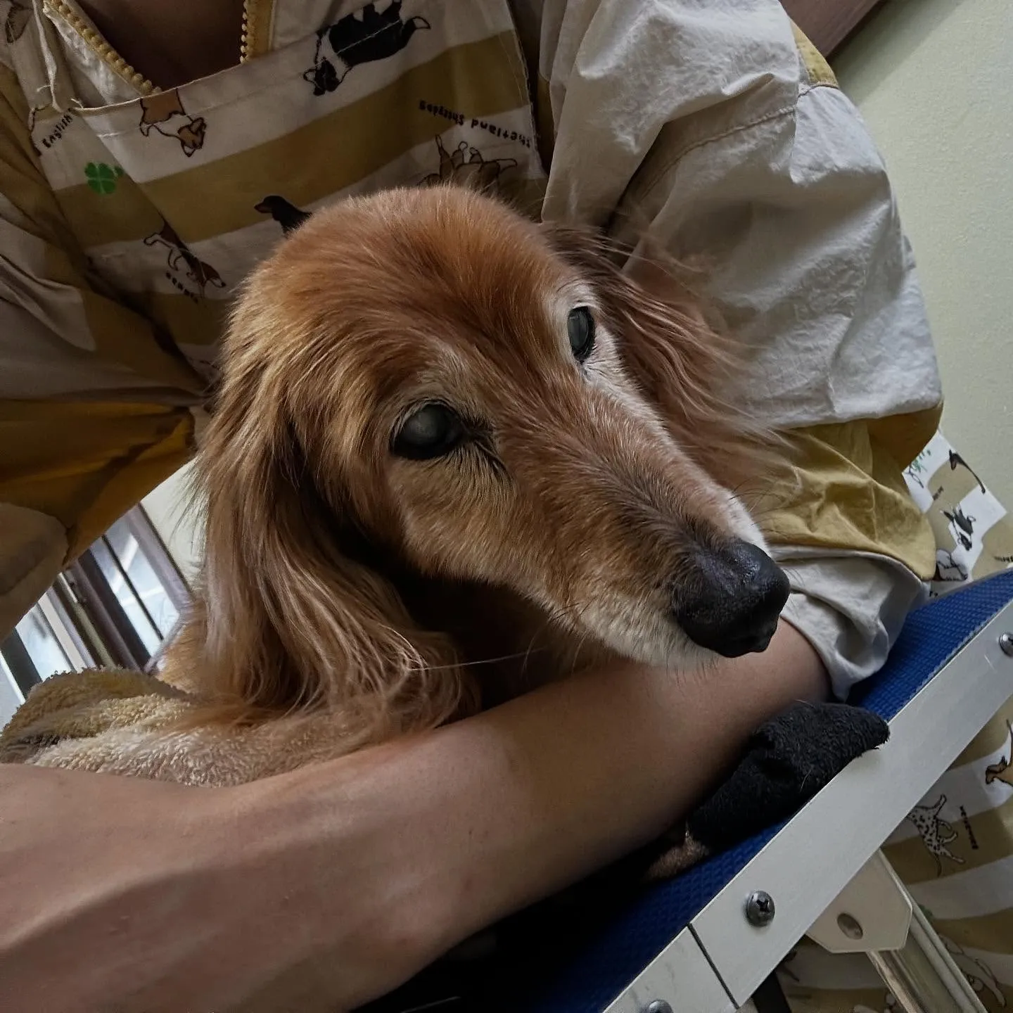 先月アップできなかったトリミングわんこたち💕