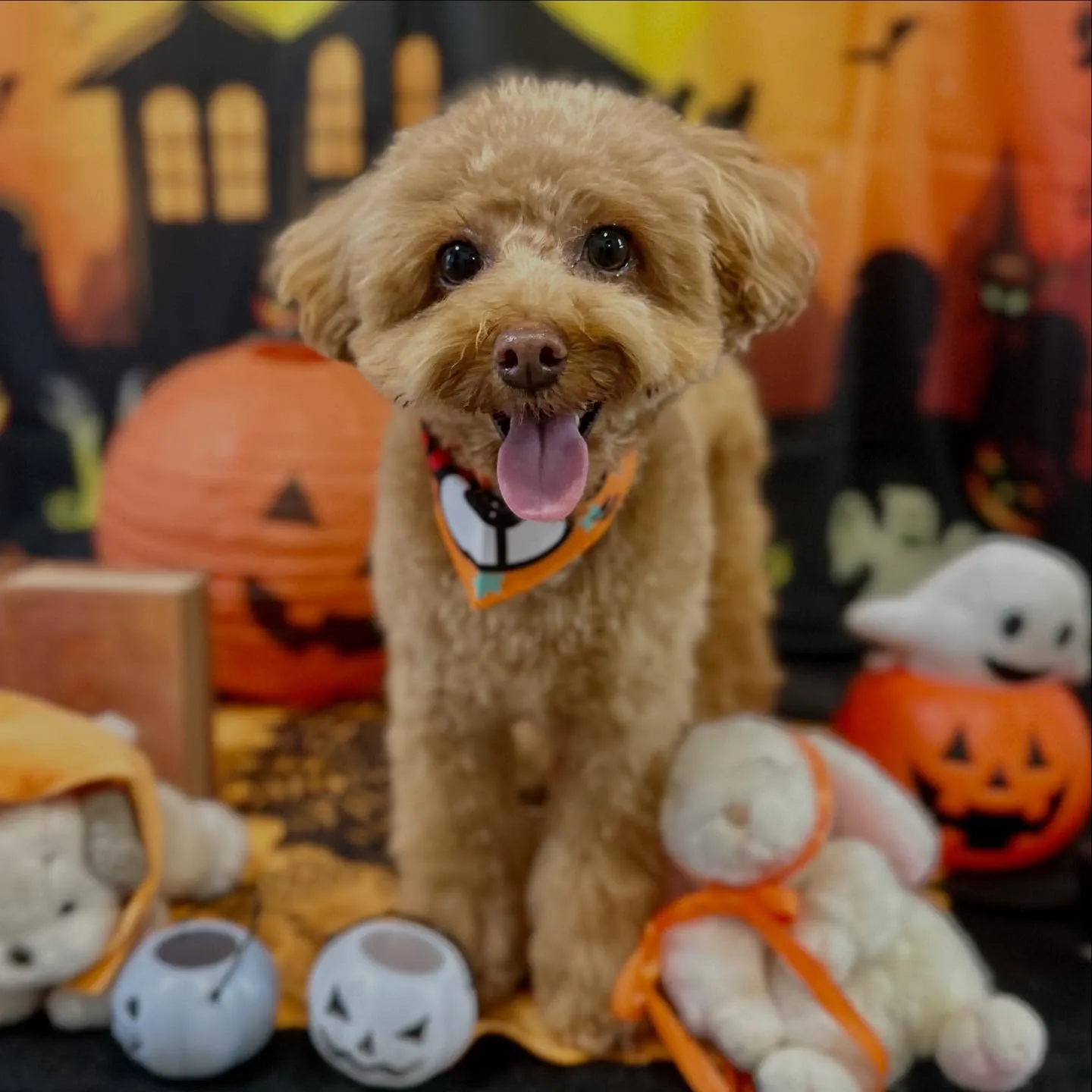 先月アップできなかったトリミングわんこたち💕