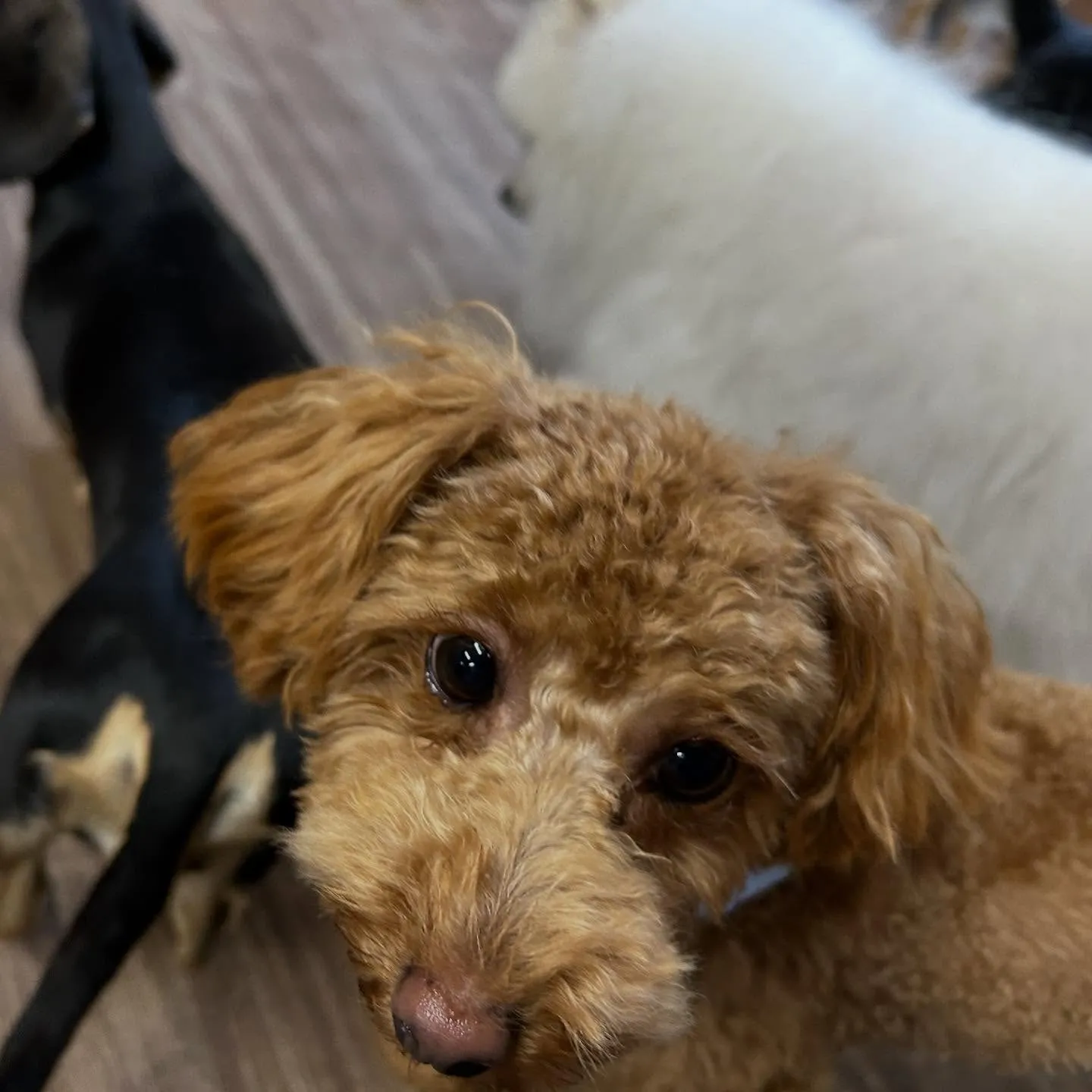 先月アップできなかったトリミングわんこたち💕