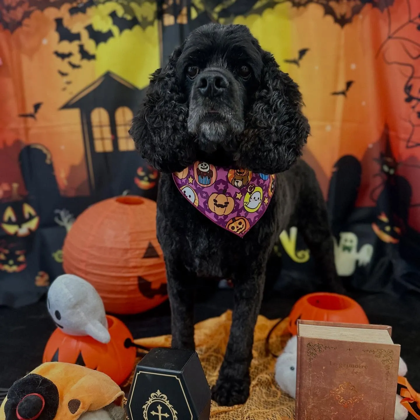 先月アップできなかったトリミングわんこたち💕