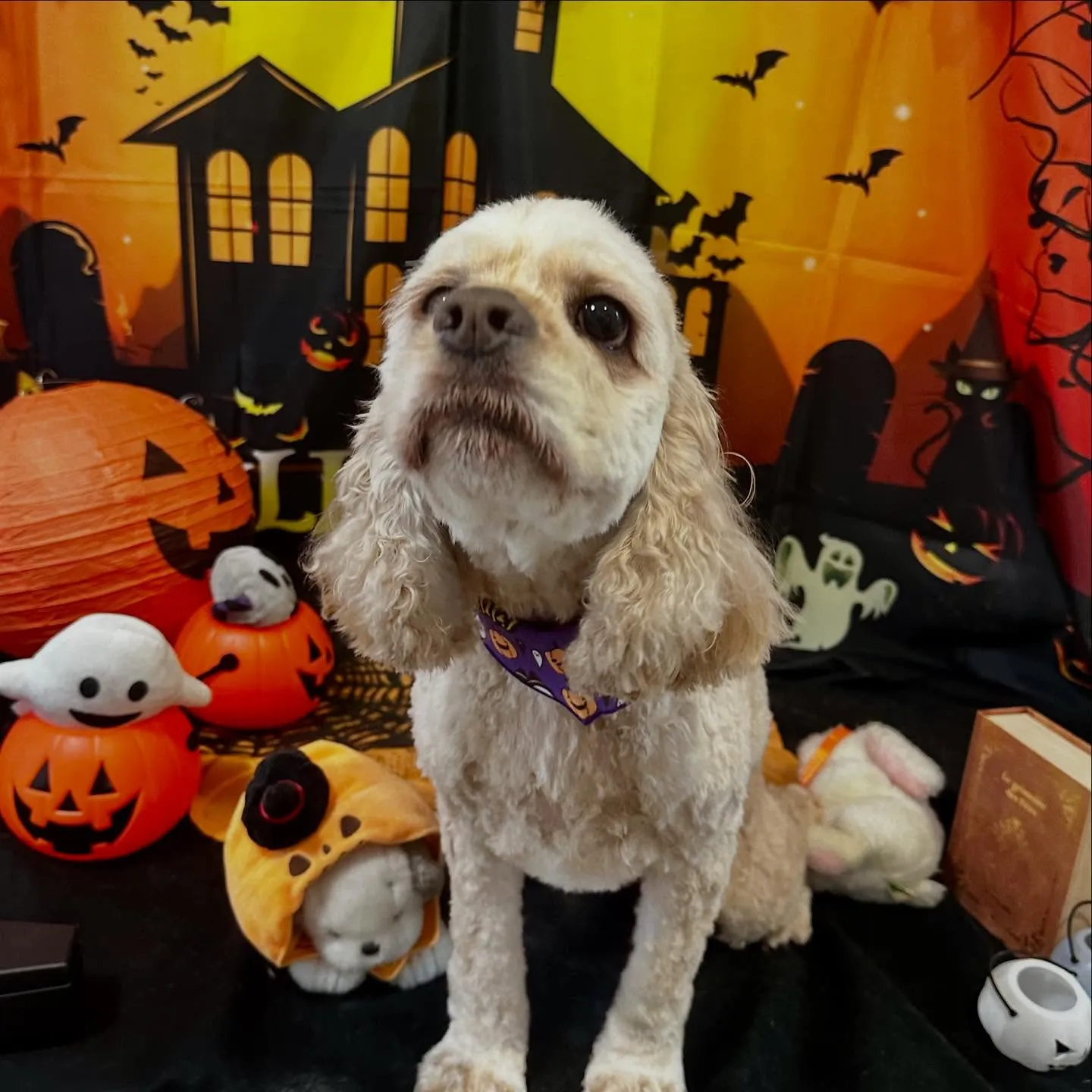 先月アップできなかったトリミングわんこたち💕