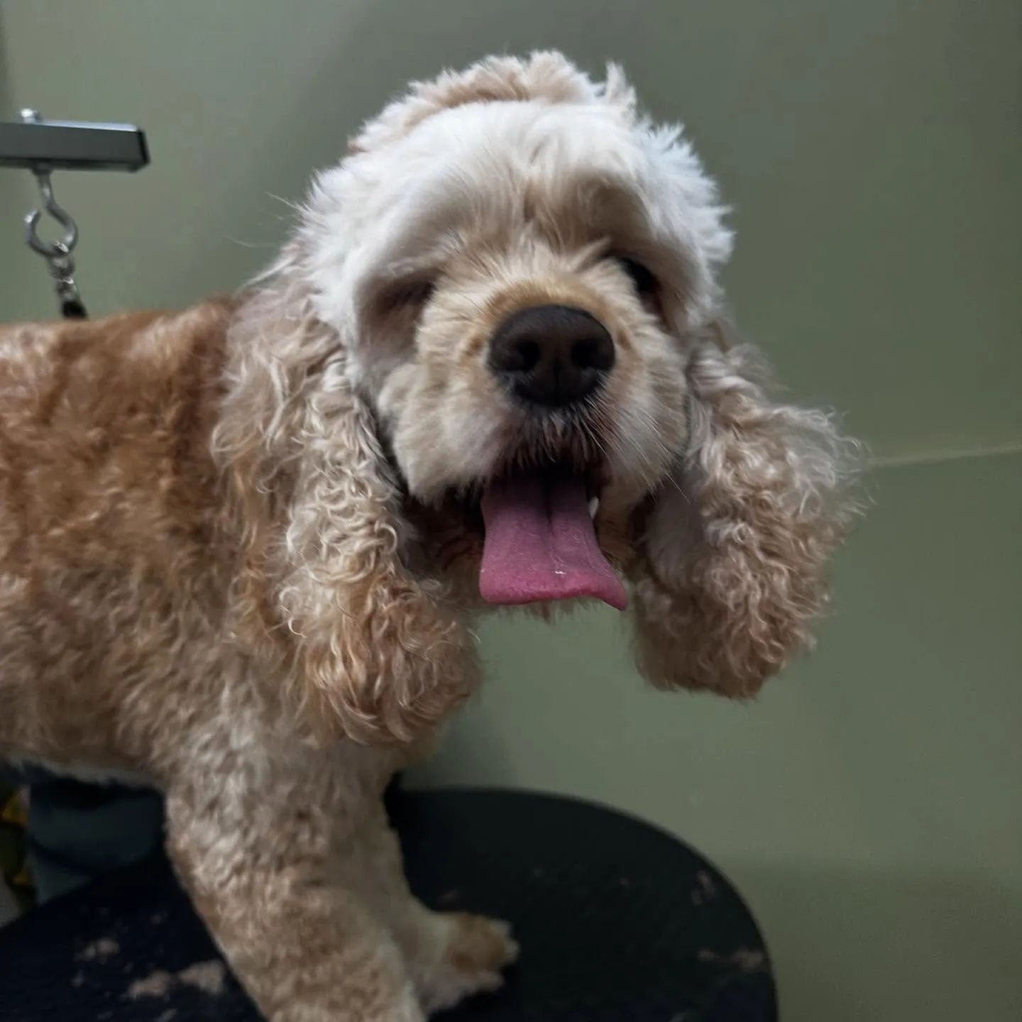 先月アップできなかったトリミングわんこたち💕