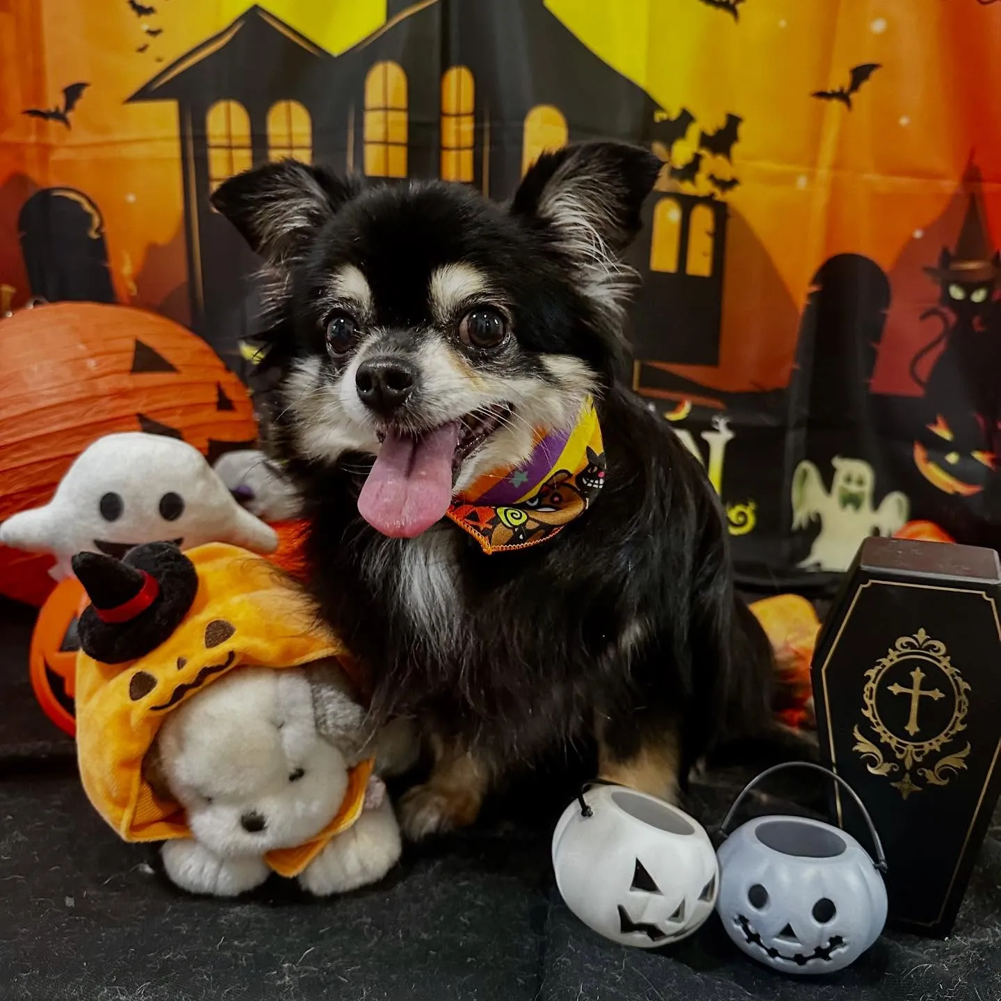 先月アップできなかったトリミングわんこたち💕