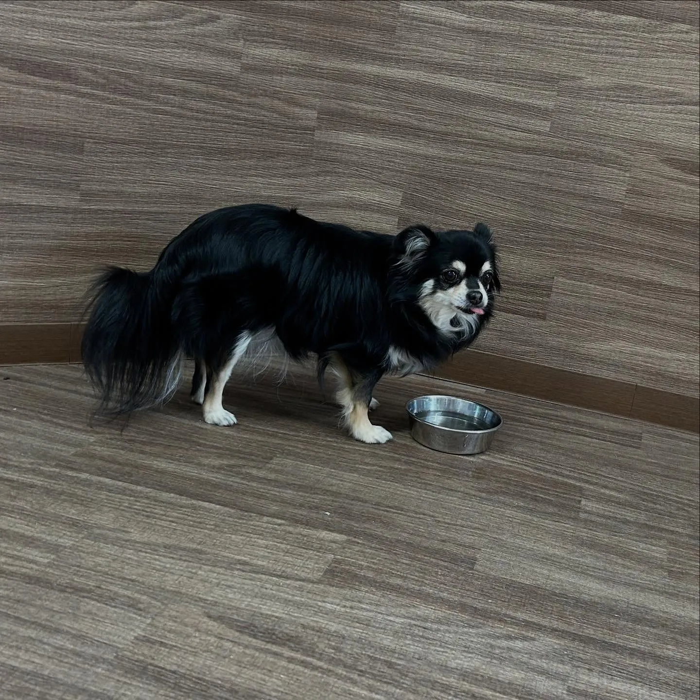 先月アップできなかったトリミングわんこたち💕