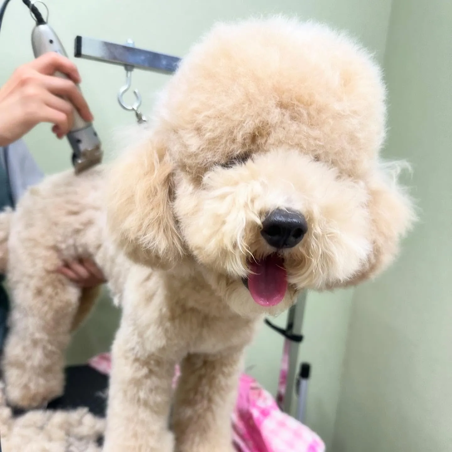 先月アップしきれなかったお手入れわんこたち🌟