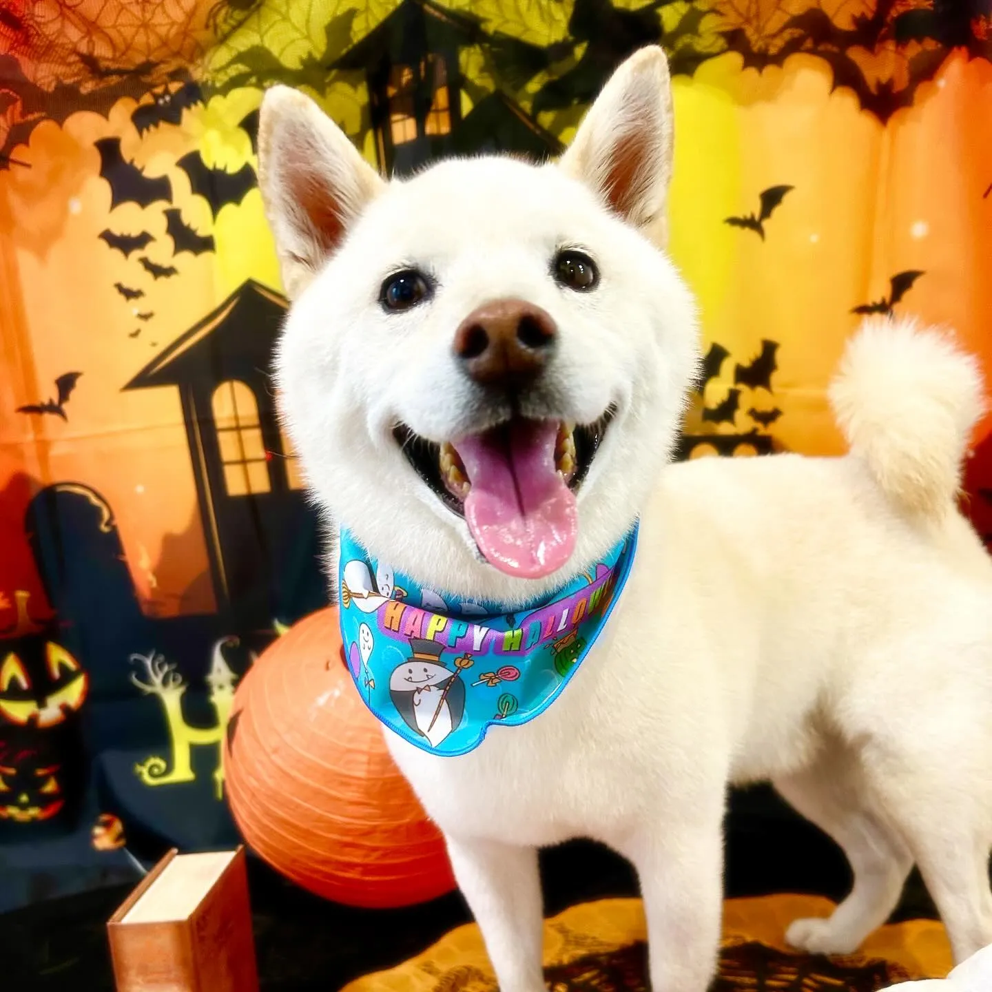 先月アップしきれなかったお手入れわんこたち🌟