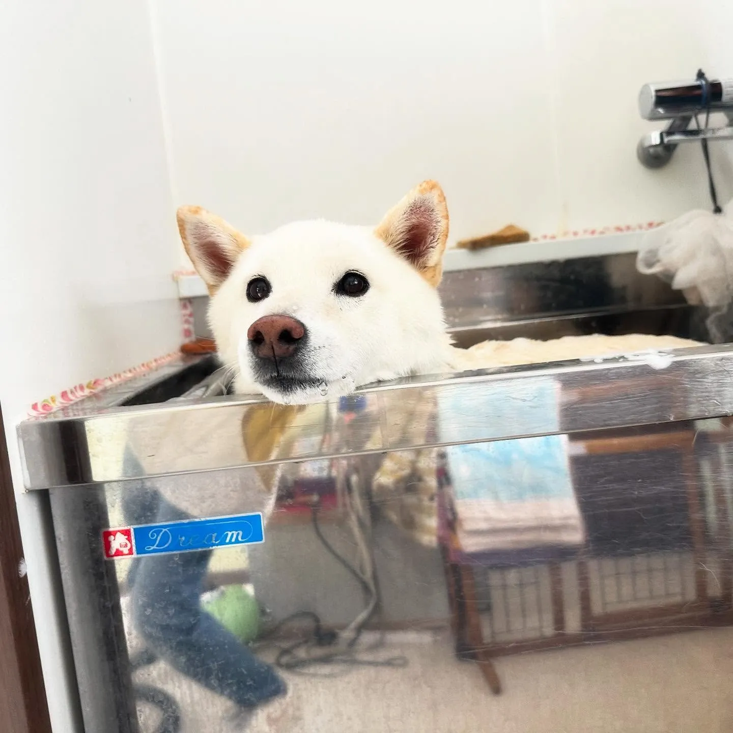 先月アップしきれなかったお手入れわんこたち🌟