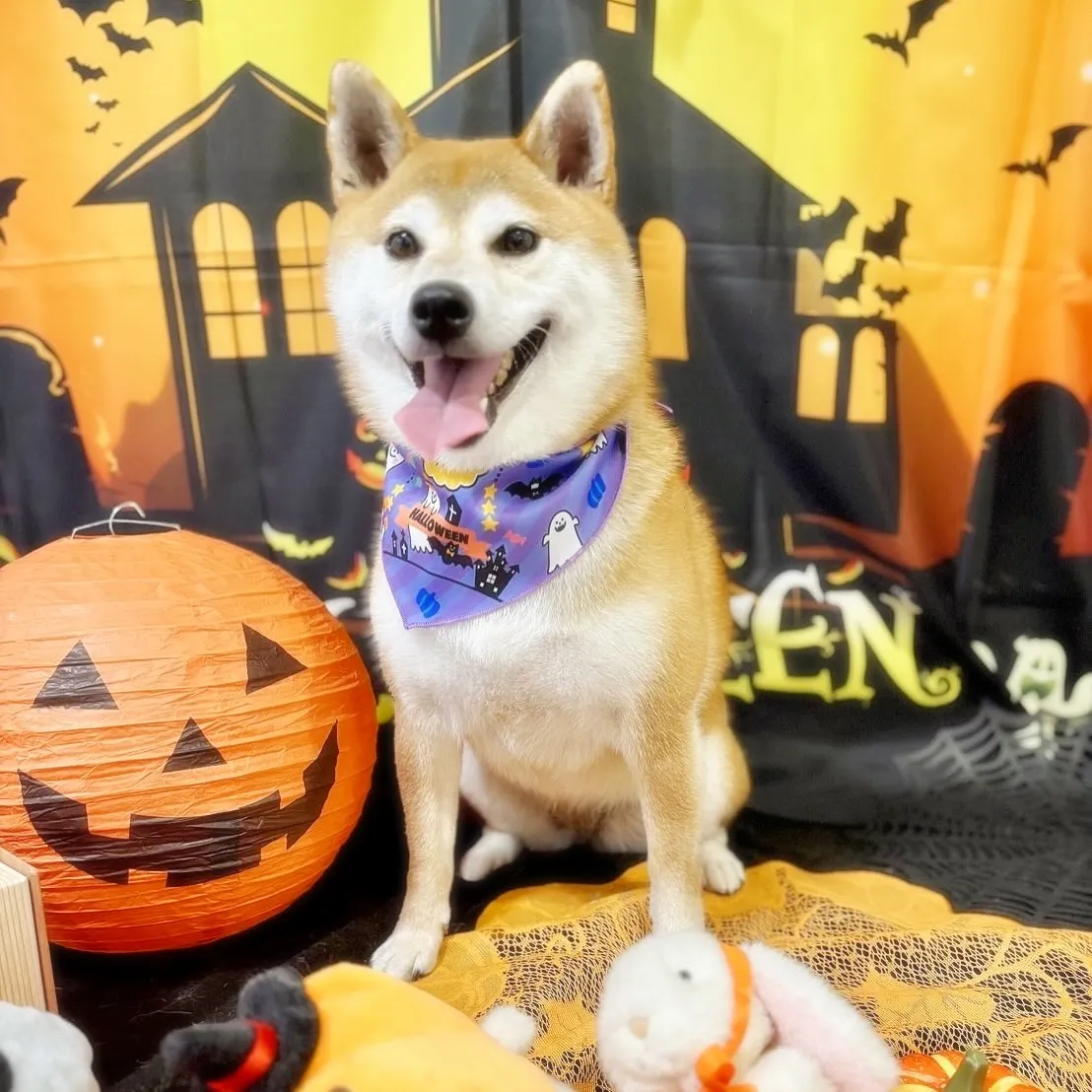 先月アップしきれなかったお手入れわんこたち🌟