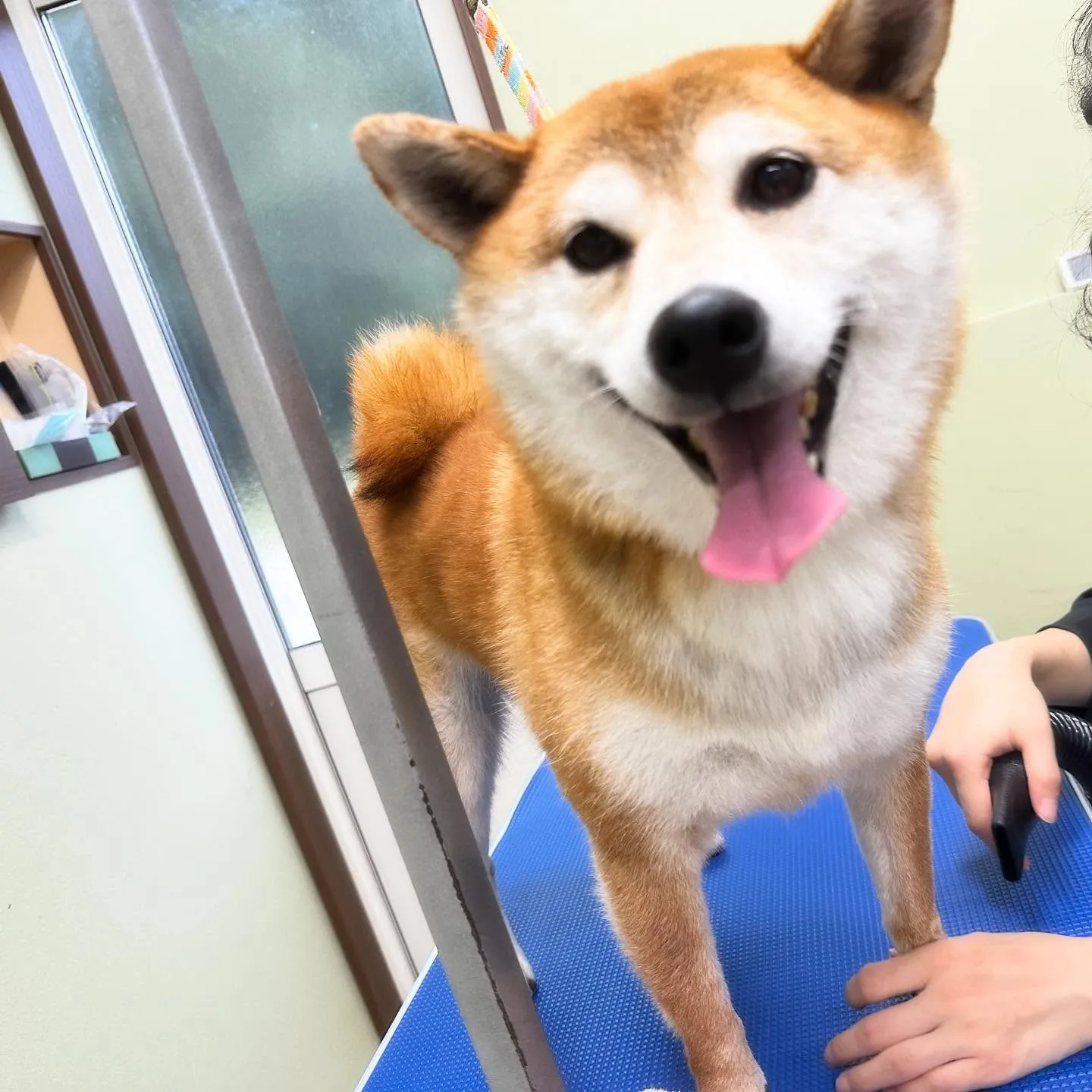 先月アップしきれなかったお手入れわんこたち🌟