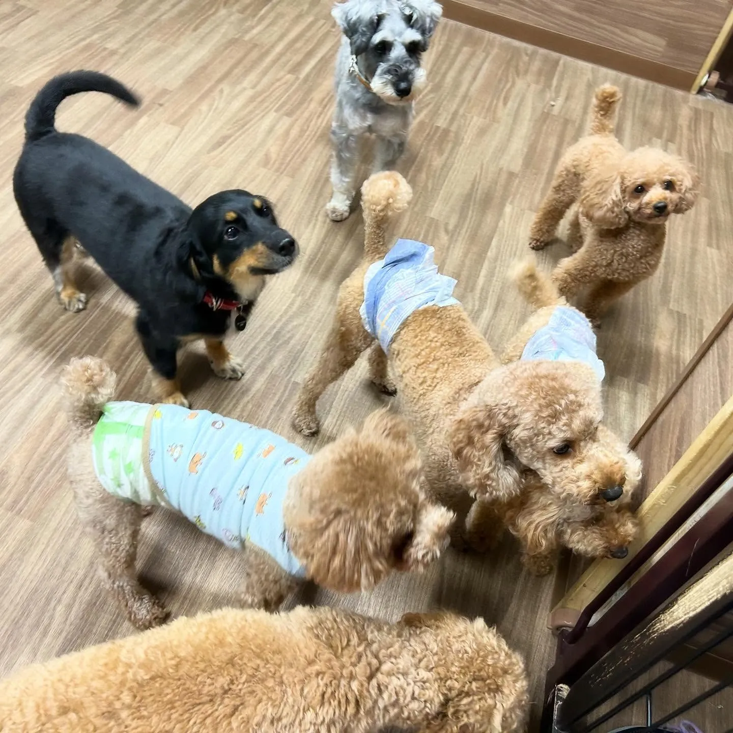 先月アップしきれなかったお手入れわんこたち🌟