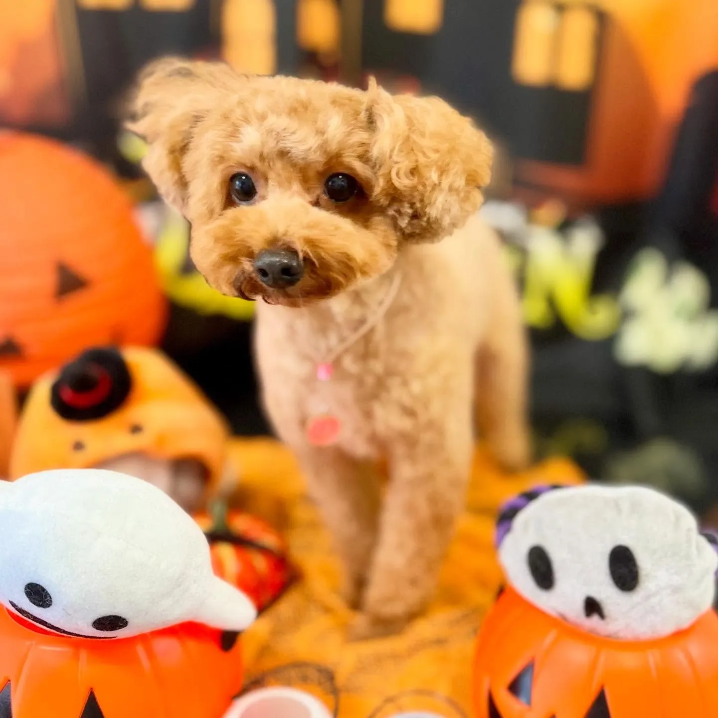 先月アップしきれなかったお手入れわんこたち🌟