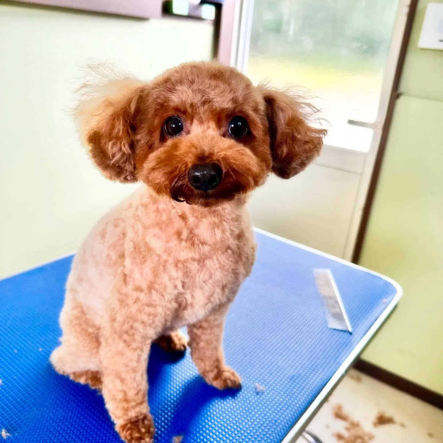 先月アップしきれなかったお手入れわんこたち🌟