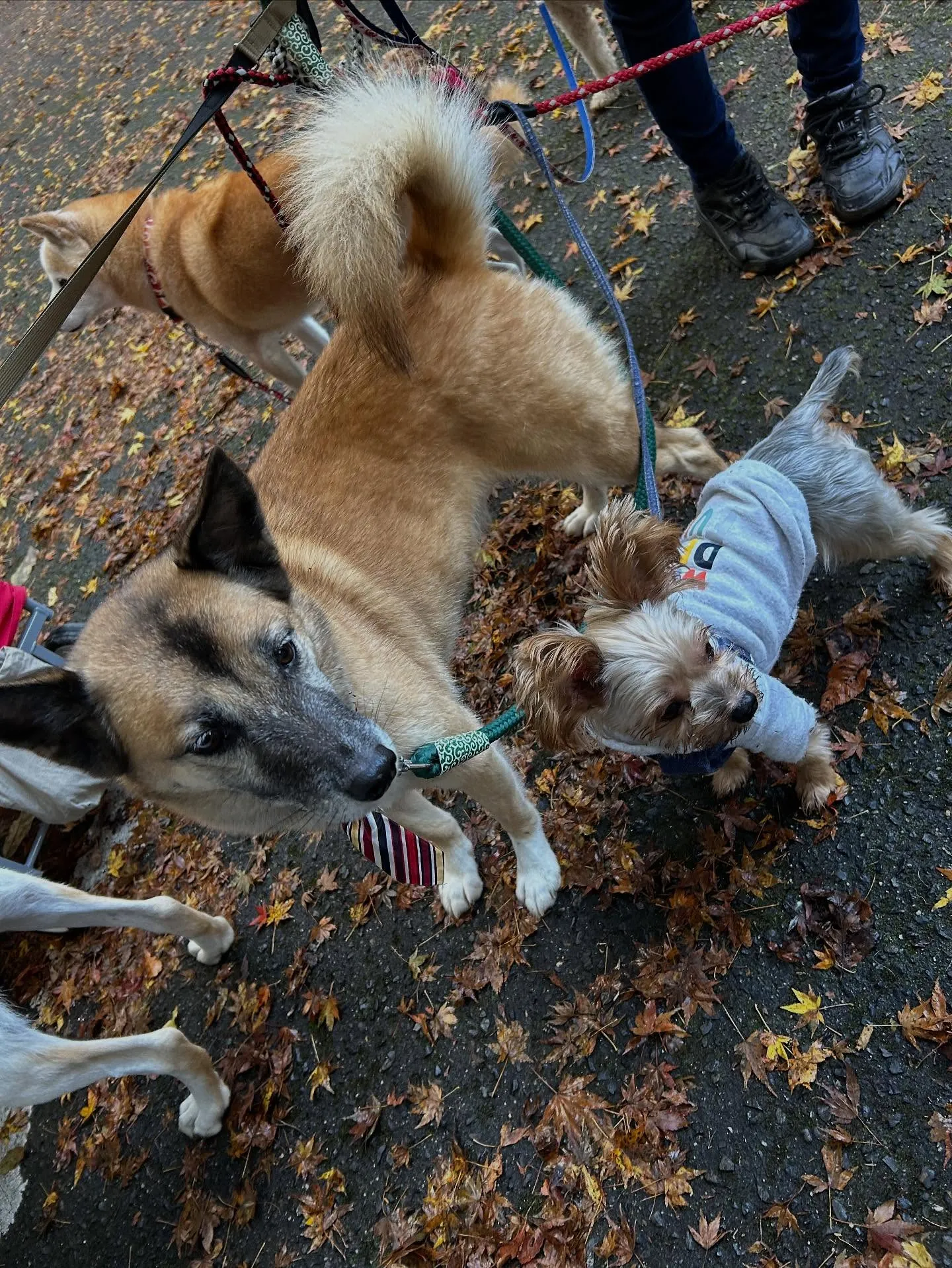 昨日は秋の遠足イベント1日目開催日でした❣️