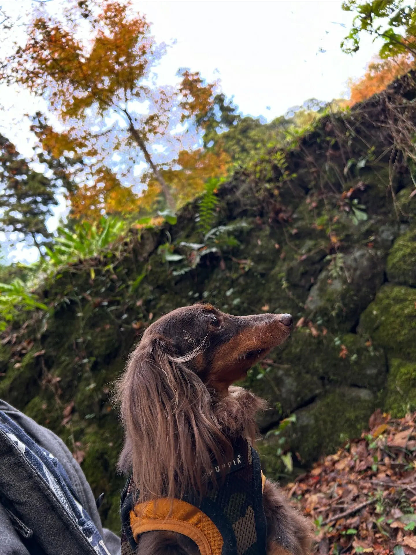 昨日は秋の遠足イベント1日目開催日でした❣️
