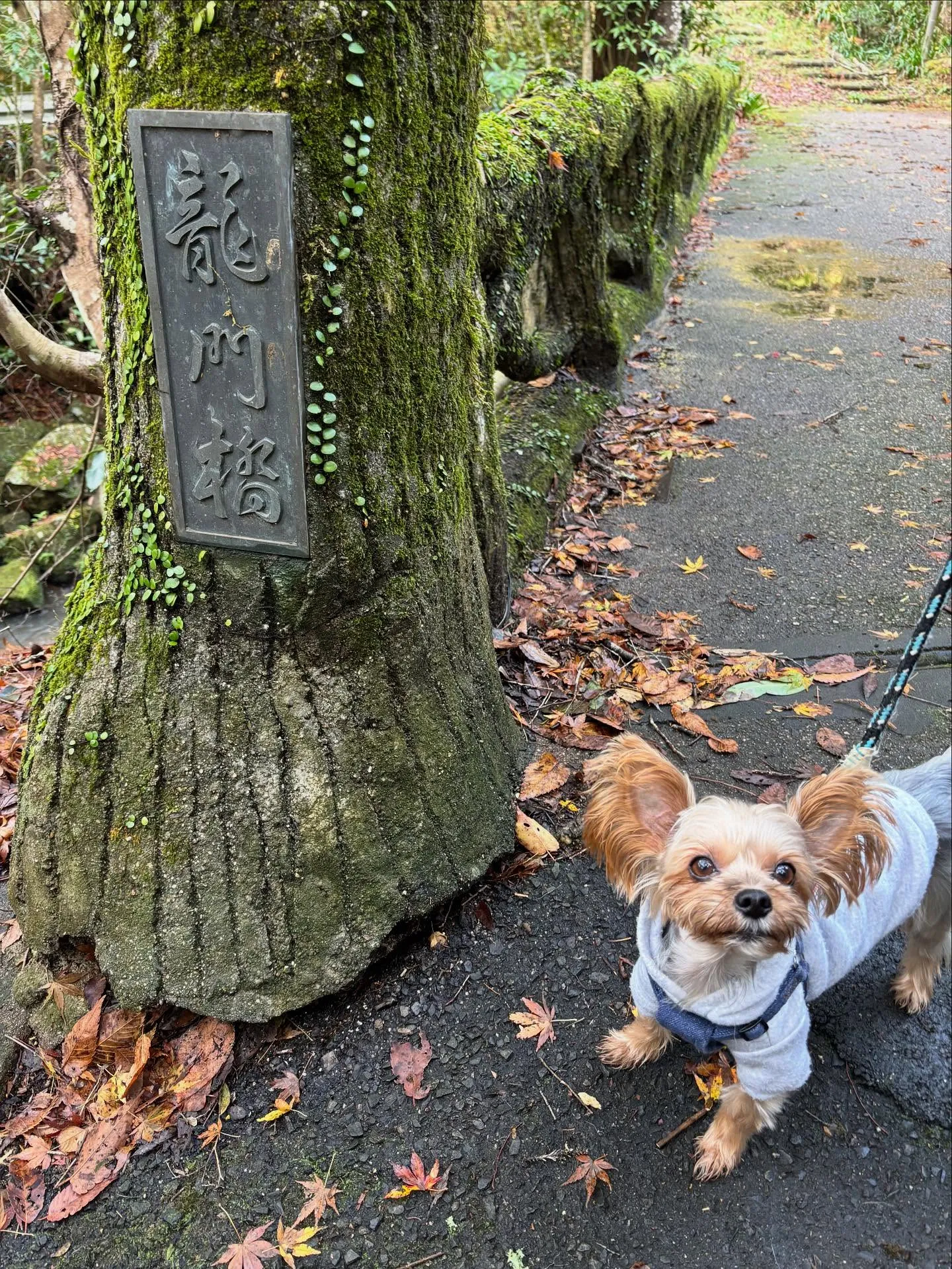 昨日は秋の遠足イベント1日目開催日でした❣️