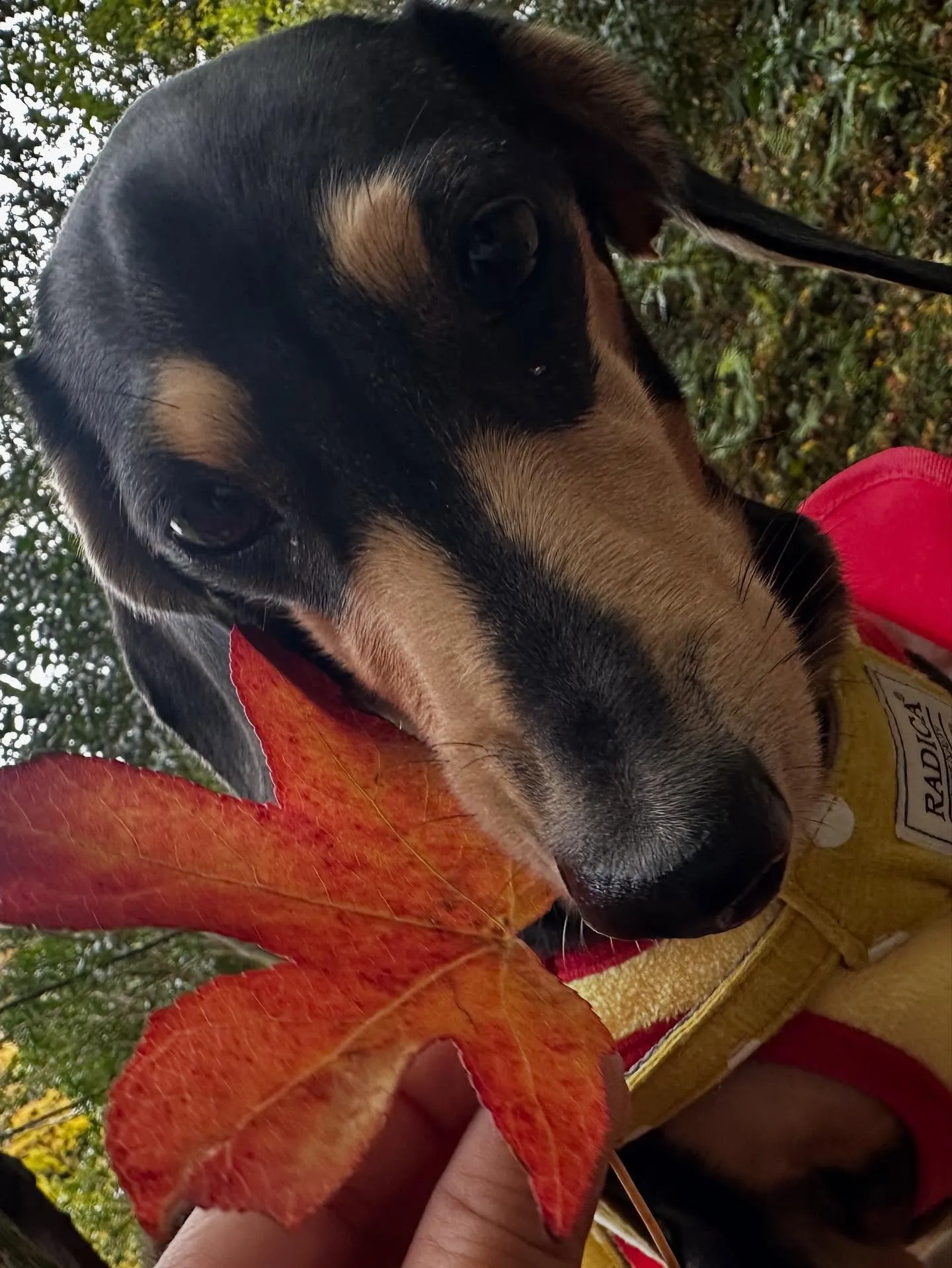 昨日は秋の遠足イベント1日目開催日でした❣️