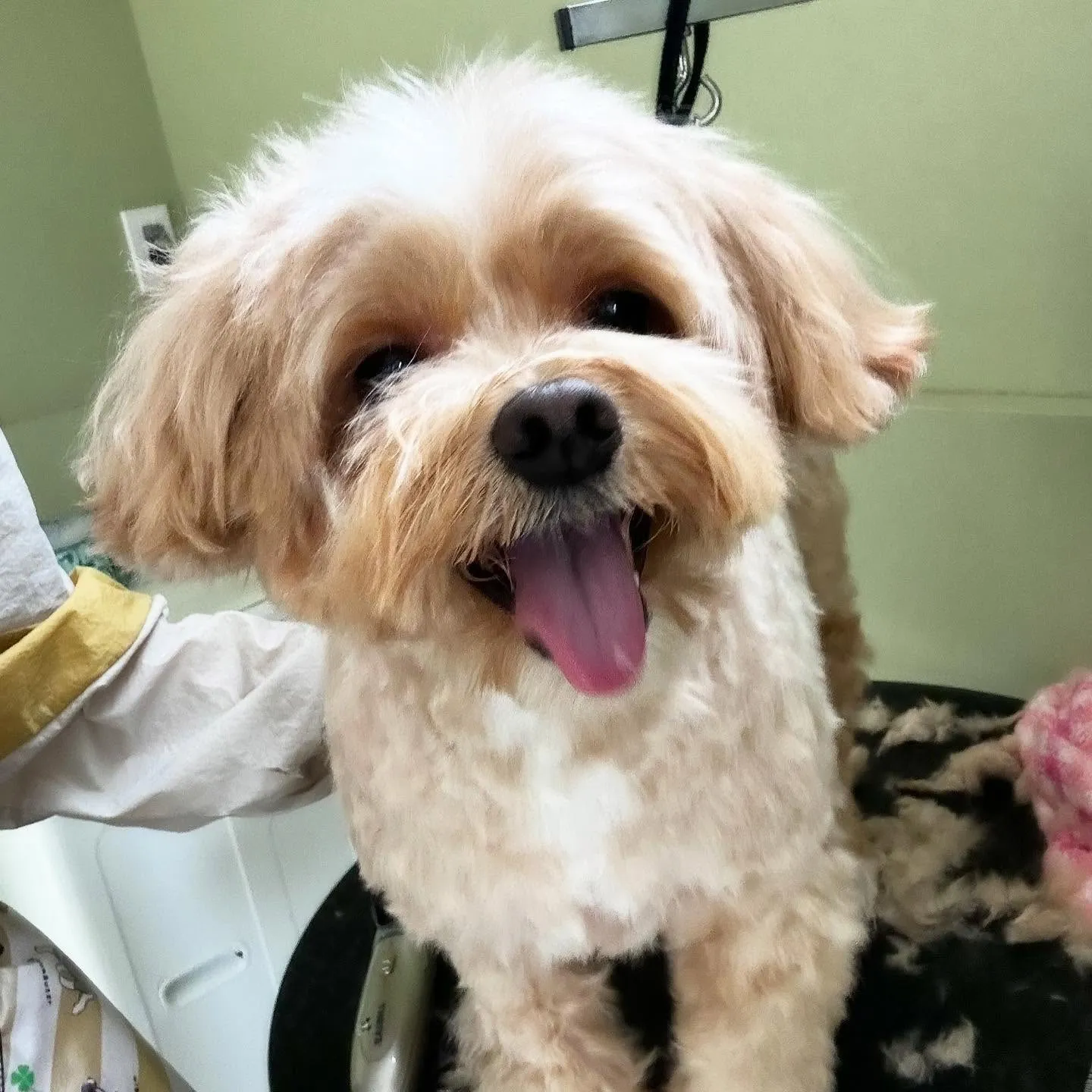 先月アップしきれなかったトリミングわんこたち🎃