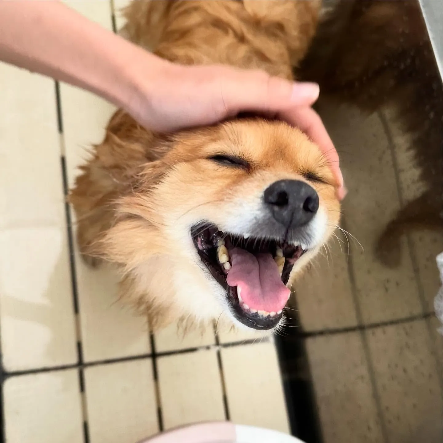 先月アップしきれなかったトリミングわんこたち🎃