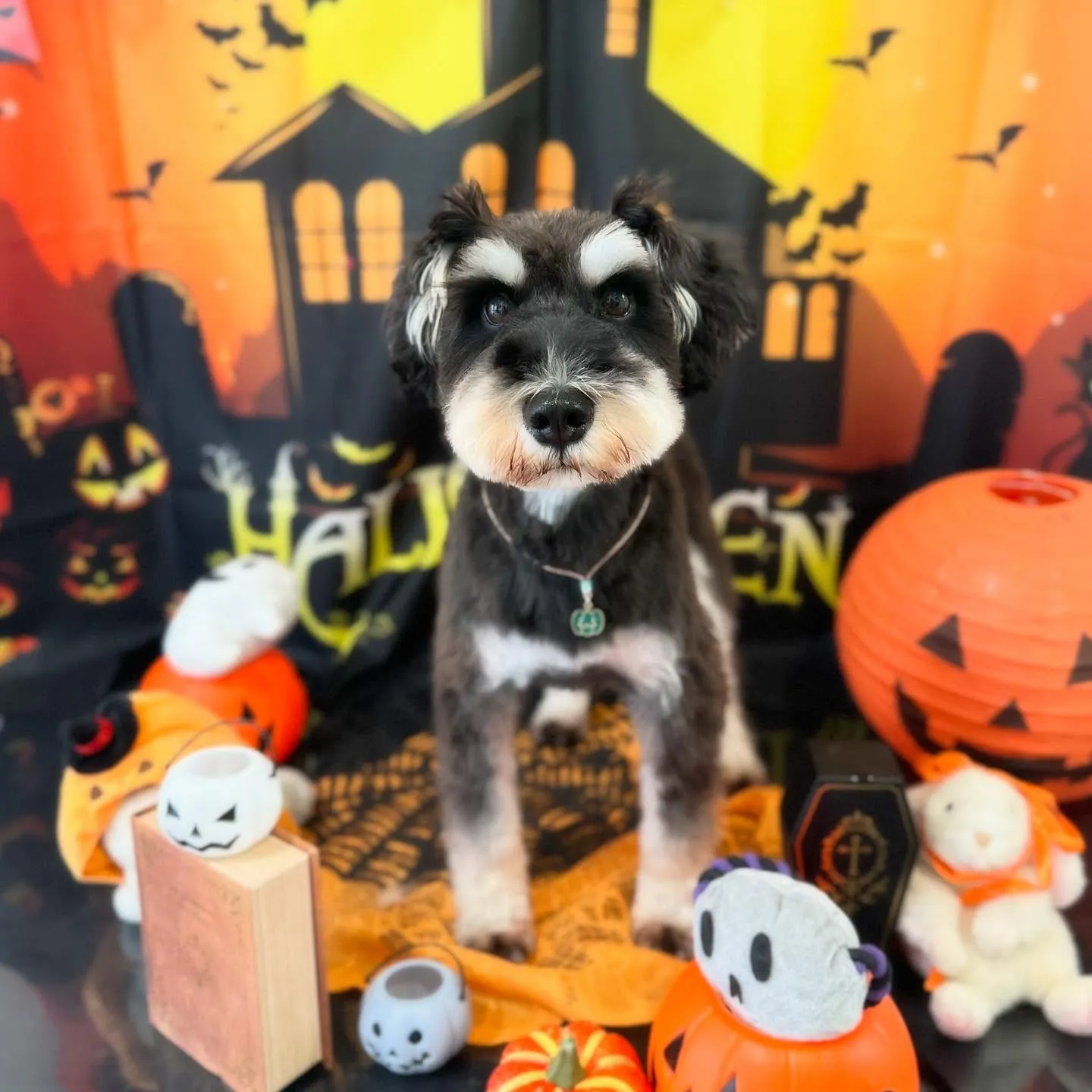 先月アップしきれなかったトリミングわんこたち🎃