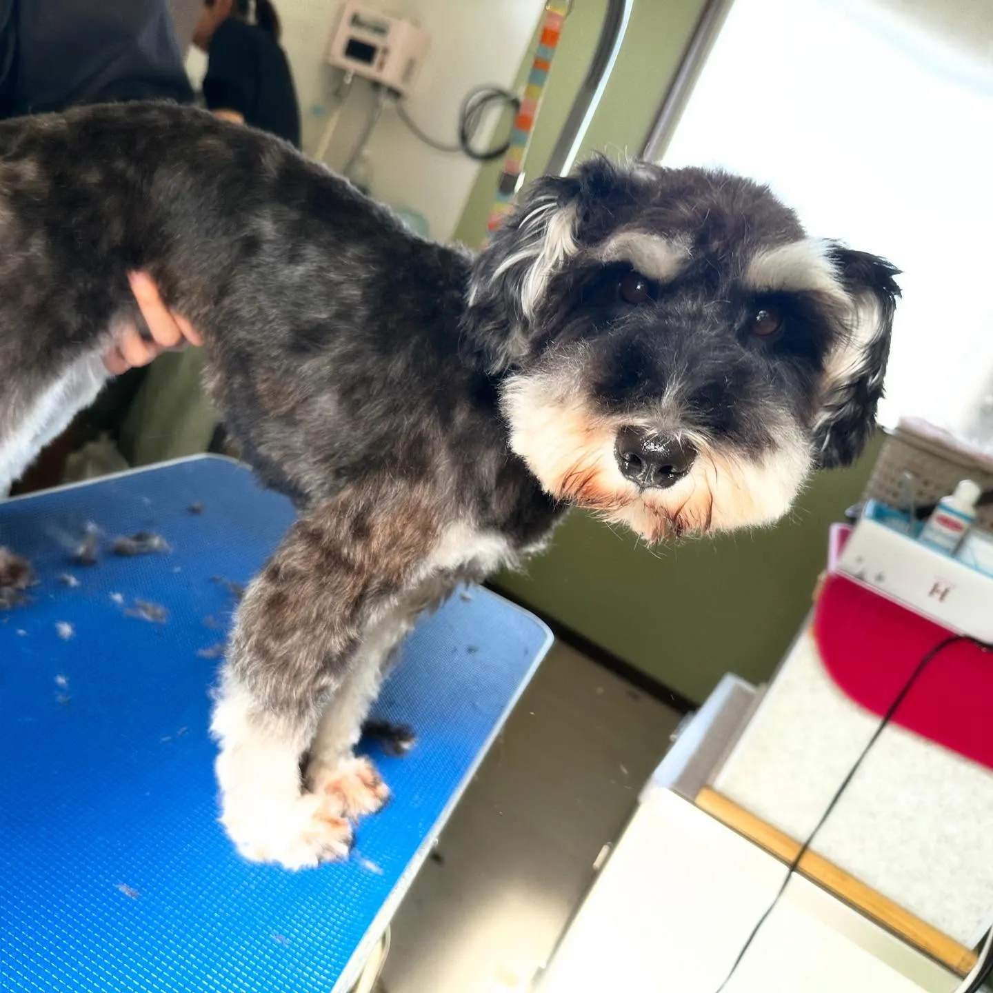 先月アップしきれなかったトリミングわんこたち🎃