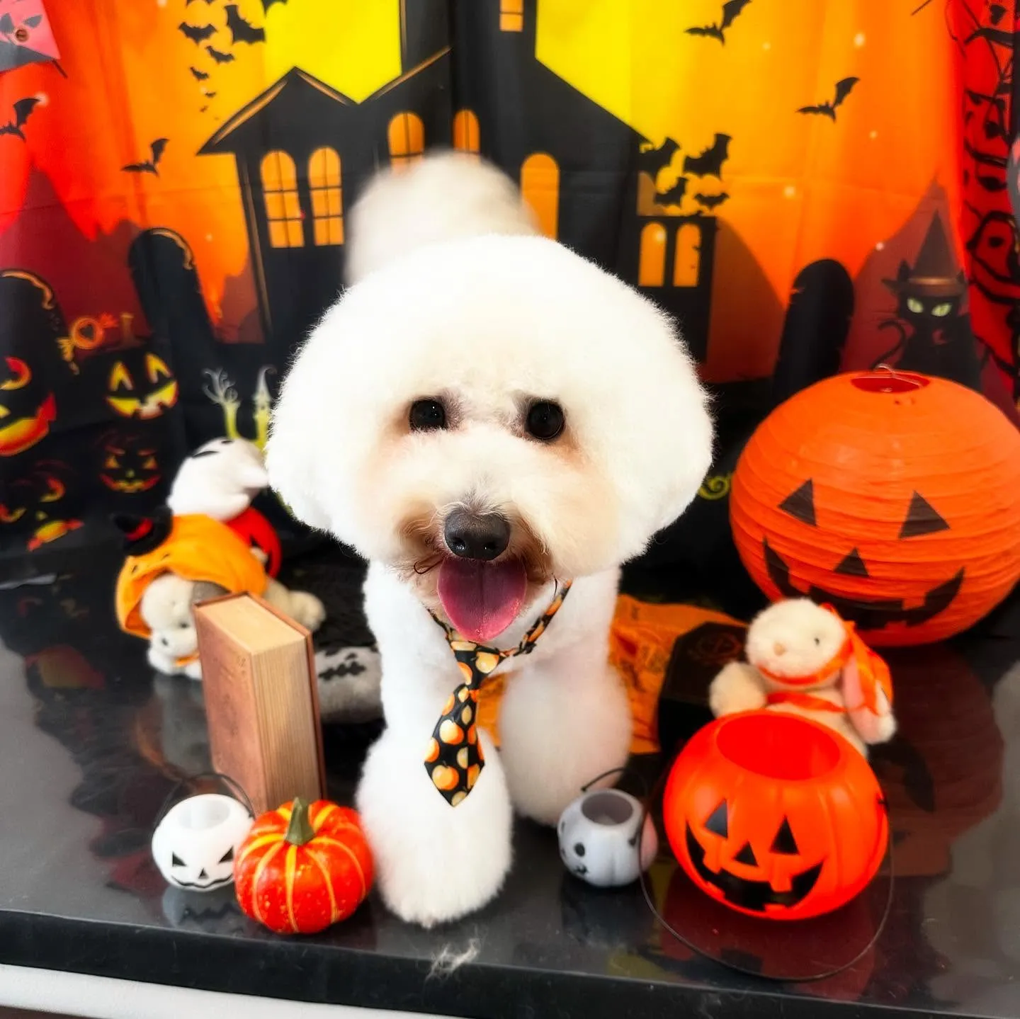 先月アップしきれなかったトリミングわんこたち🎃