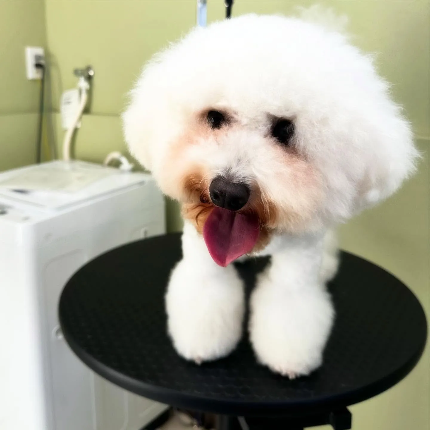 先月アップしきれなかったトリミングわんこたち🎃