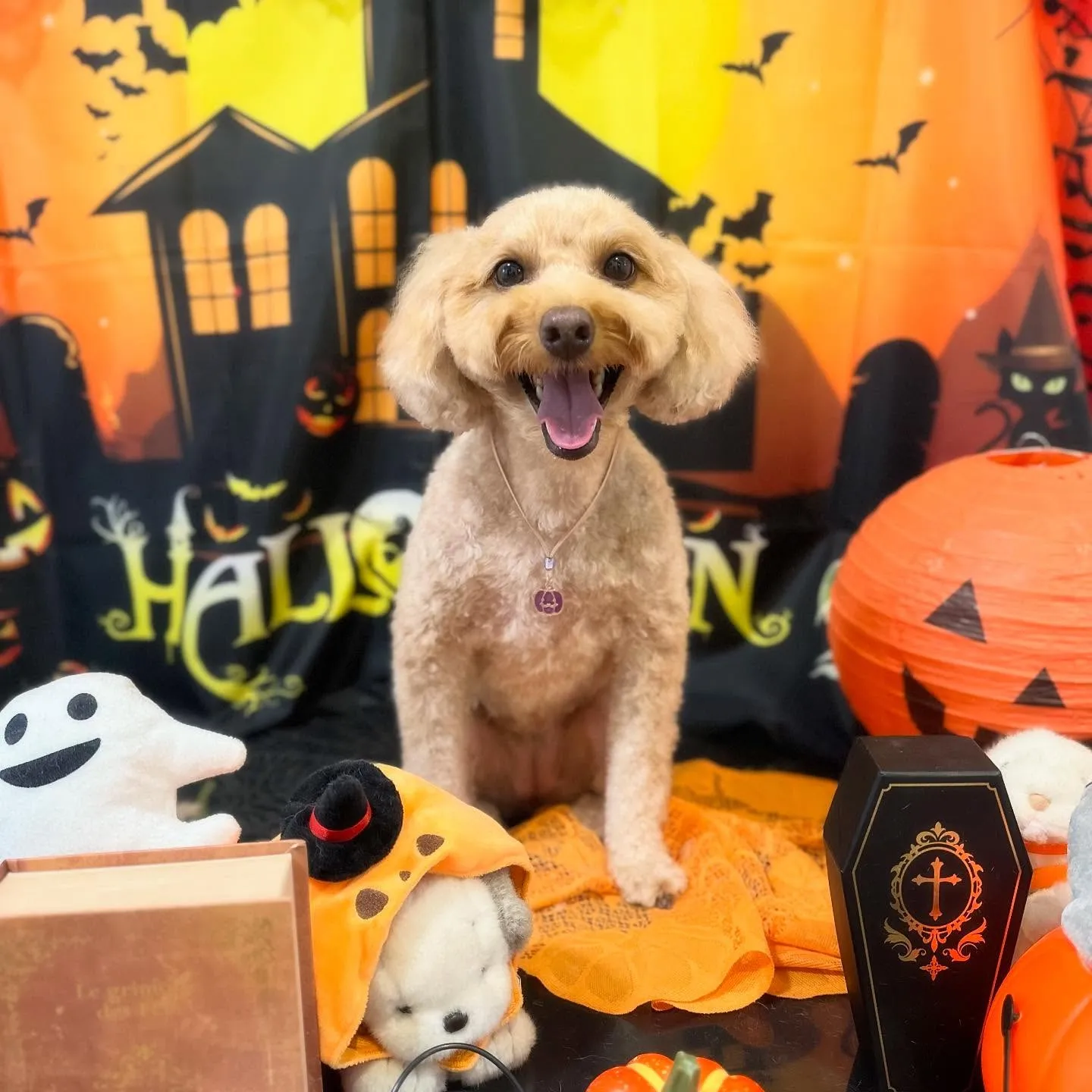 先月アップしきれなかったトリミングわんこたち🎃