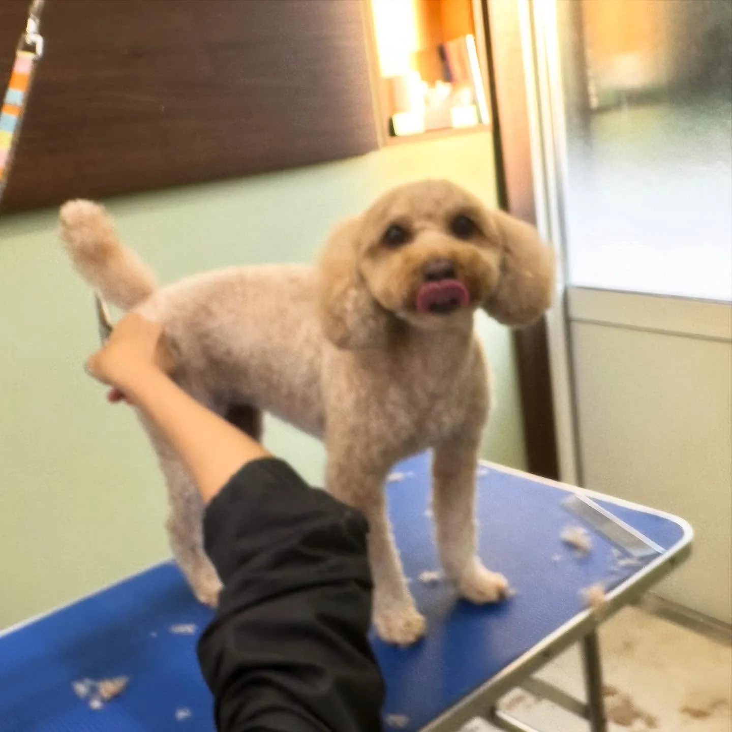 先月アップしきれなかったトリミングわんこたち🎃