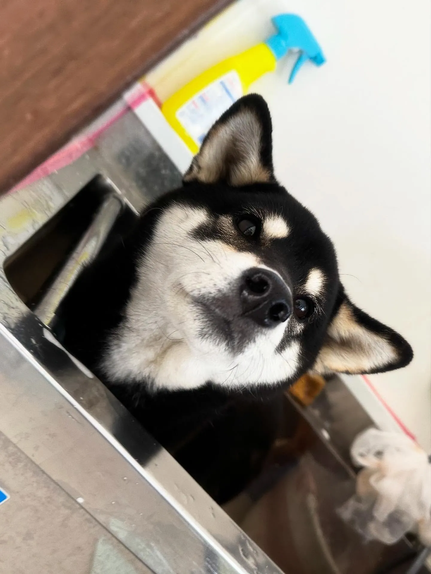 先月アップできなかったお手入れわんこたち🐶ラスト投稿です❣️