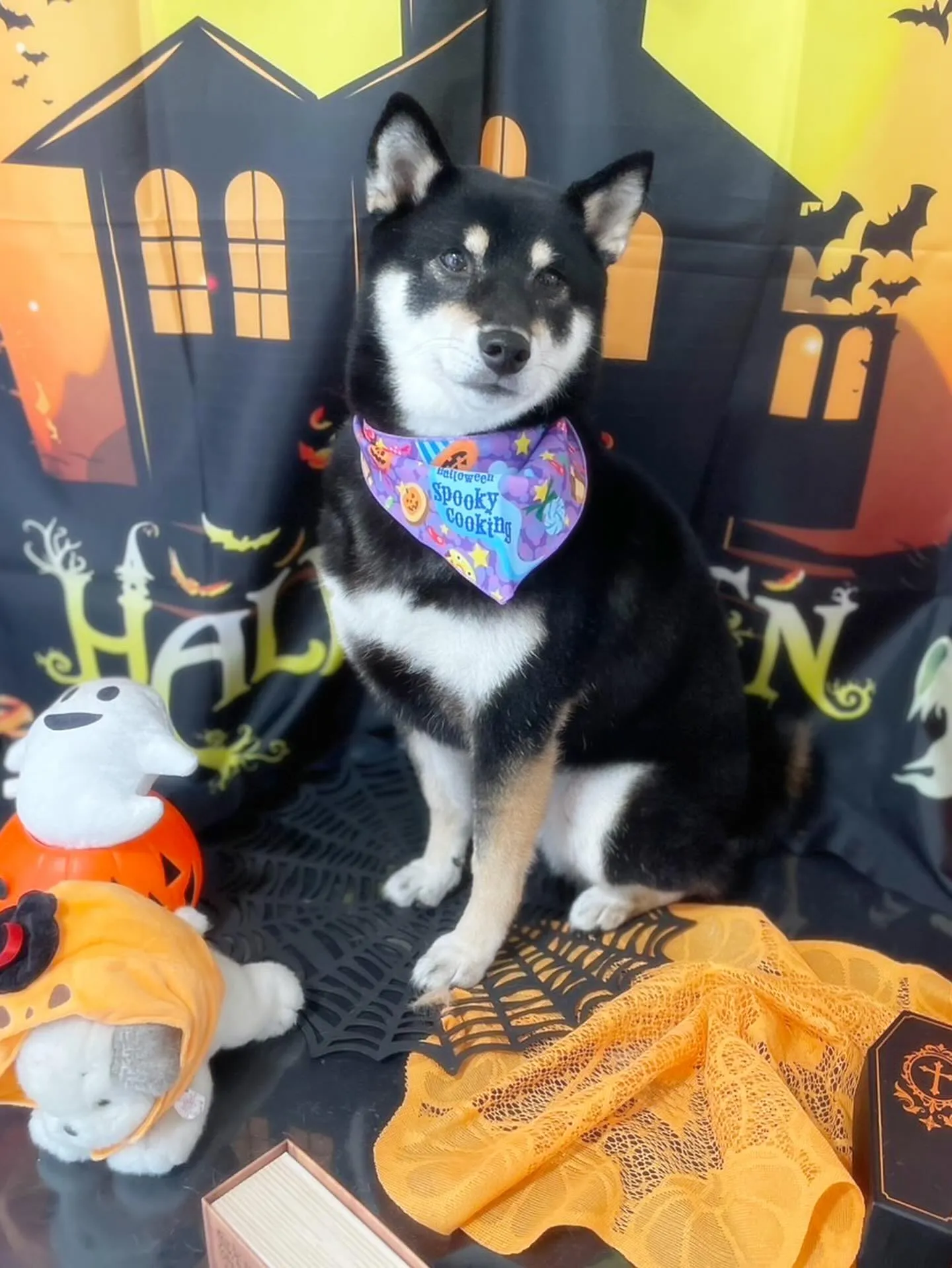 先月アップできなかったお手入れわんこたち🐶ラスト投稿です❣️