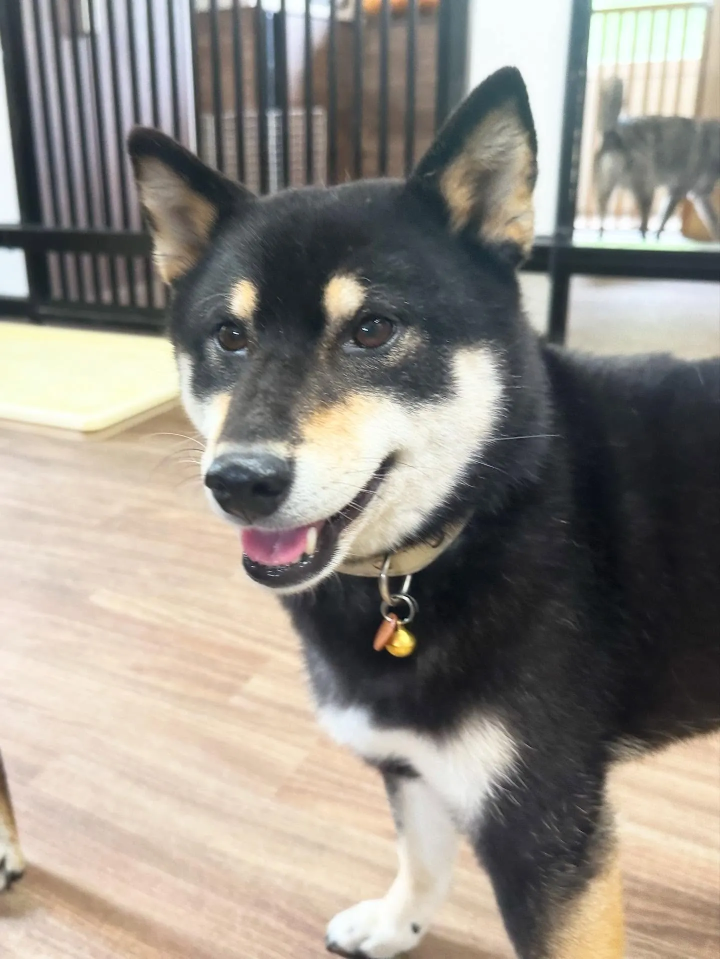 先月アップできなかったお手入れわんこたち🐶ラスト投稿です❣️