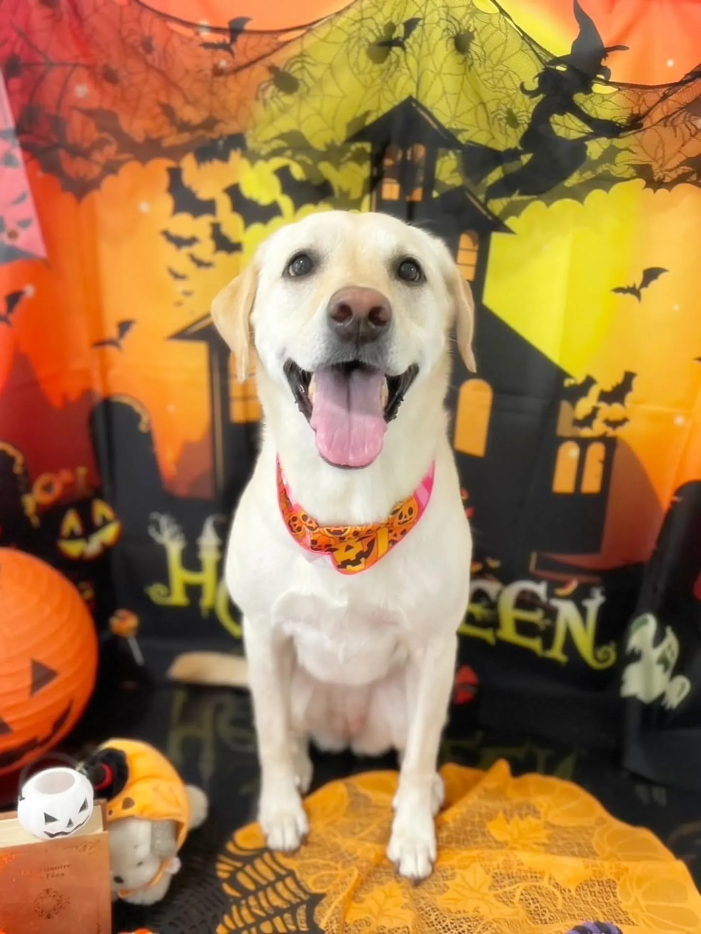 先月アップできなかったお手入れわんこたち🐶ラスト投稿です❣️